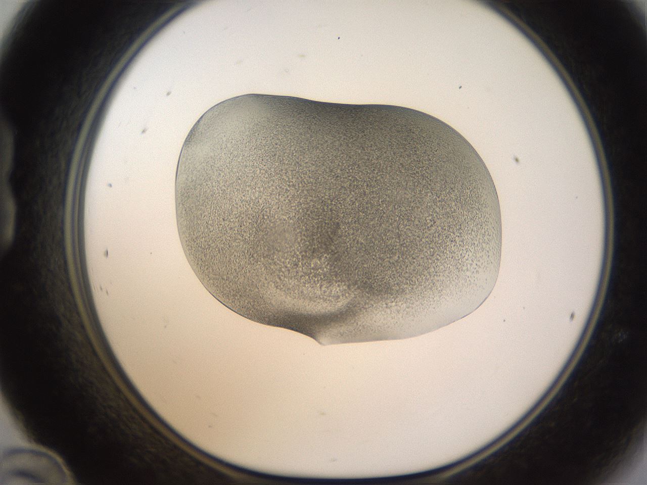 folderID253_plateID1253_batchID3988_wellNum24_profileID1_d1_r72581_ef.jpg
