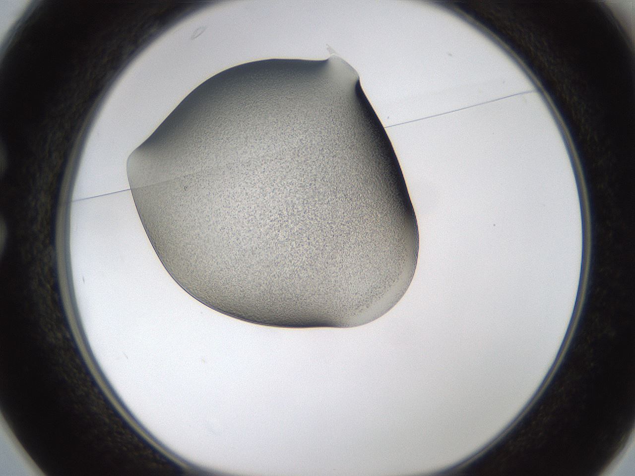 folderID253_plateID1253_batchID3988_wellNum25_profileID1_d1_r72582_ef.jpg