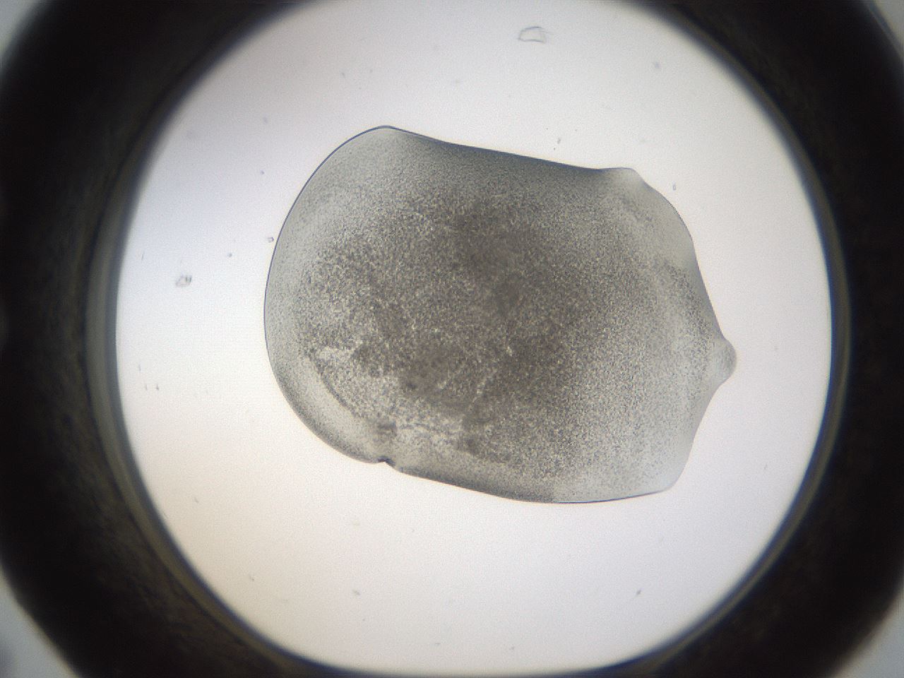 folderID253_plateID1253_batchID3988_wellNum31_profileID1_d1_r72588_ef.jpg