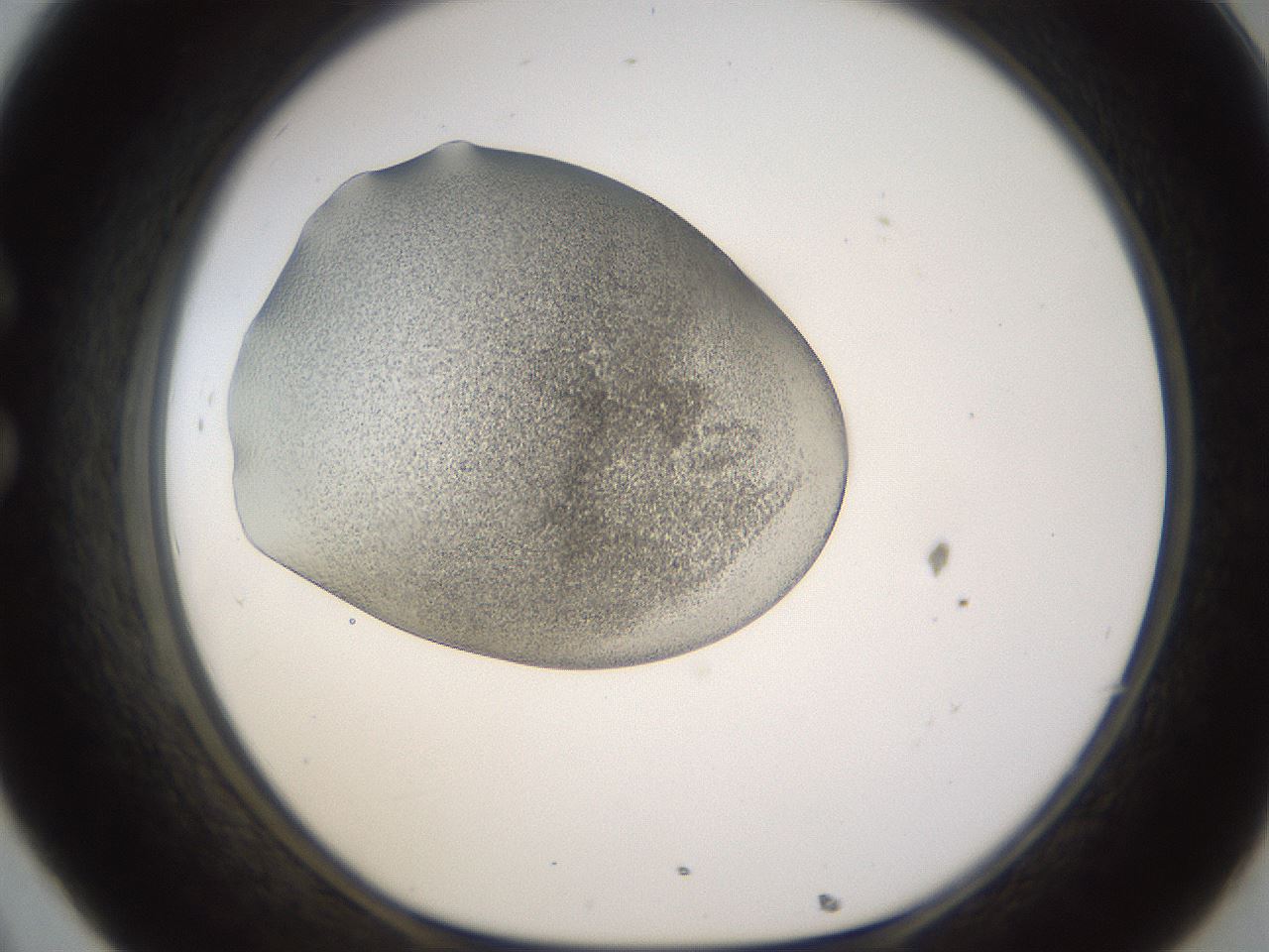 folderID253_plateID1253_batchID3988_wellNum32_profileID1_d1_r72589_ef.jpg