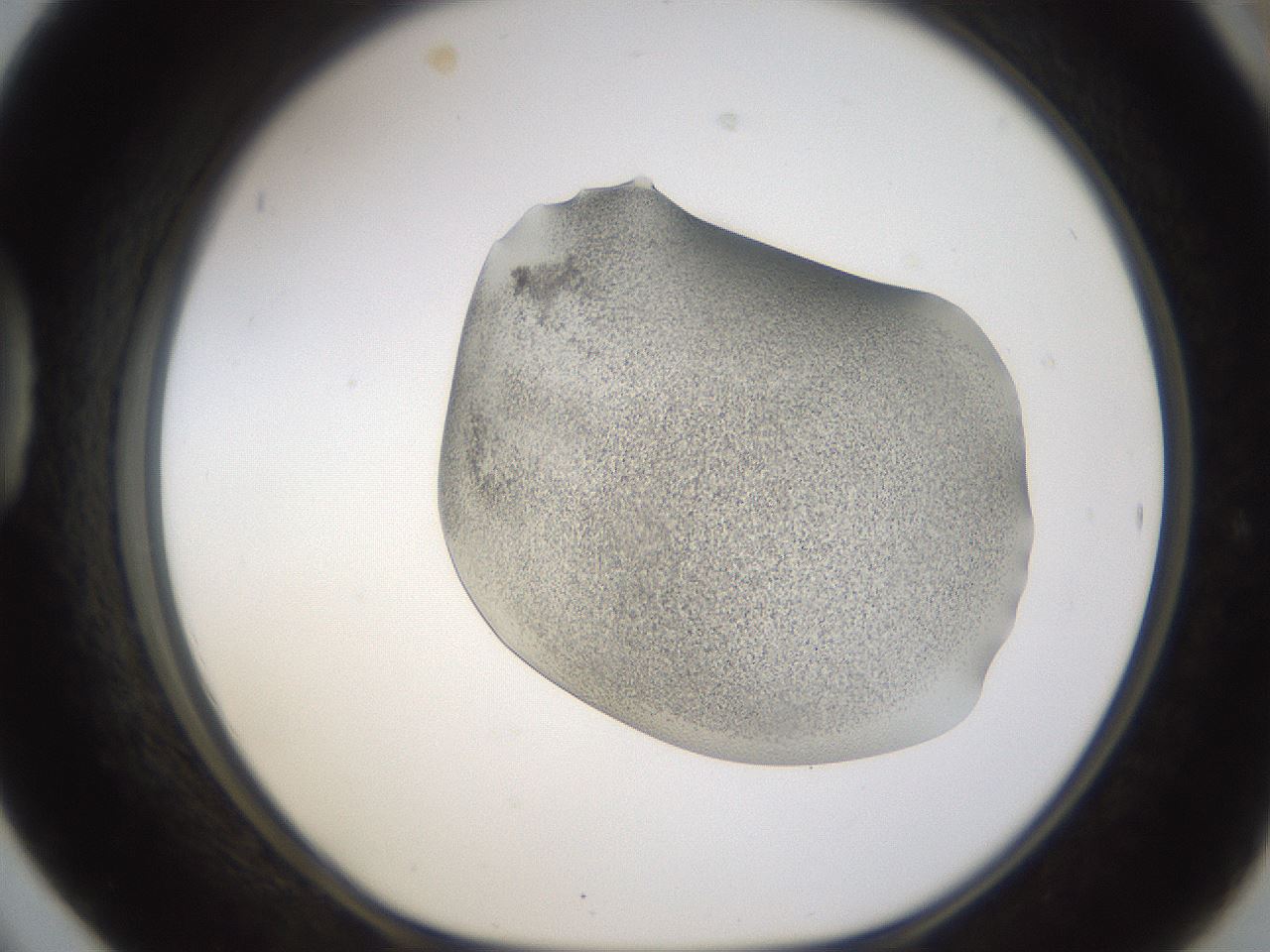 folderID253_plateID1253_batchID3988_wellNum42_profileID1_d1_r72599_ef.jpg