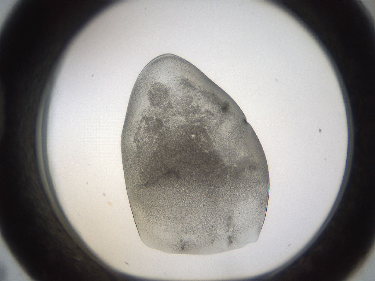 folderID253_plateID1253_batchID3988_wellNum43_profileID1_d1_r72600_ef.jpg