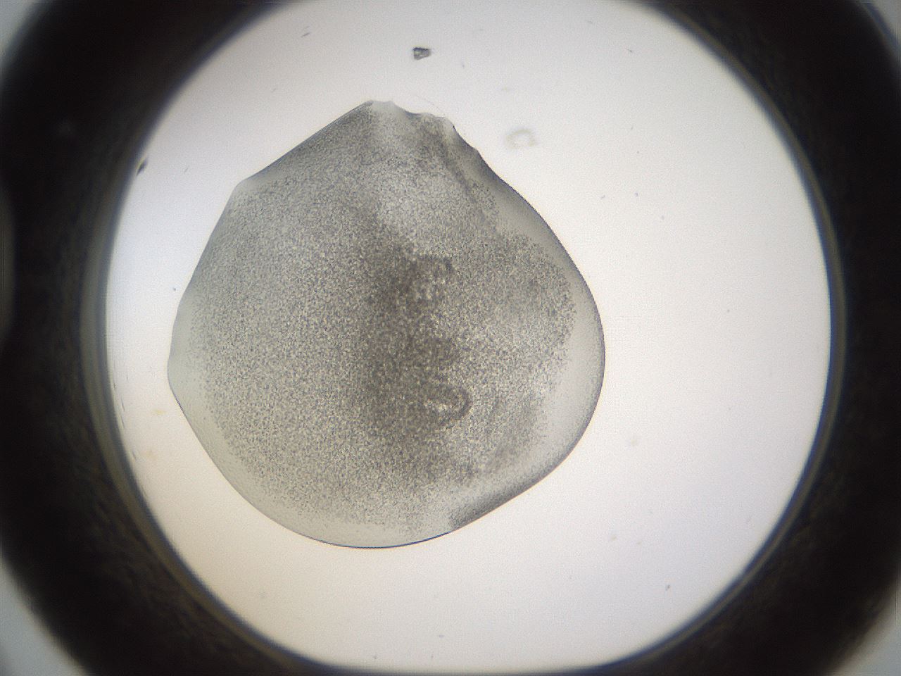 folderID253_plateID1253_batchID3988_wellNum44_profileID1_d1_r72601_ef.jpg