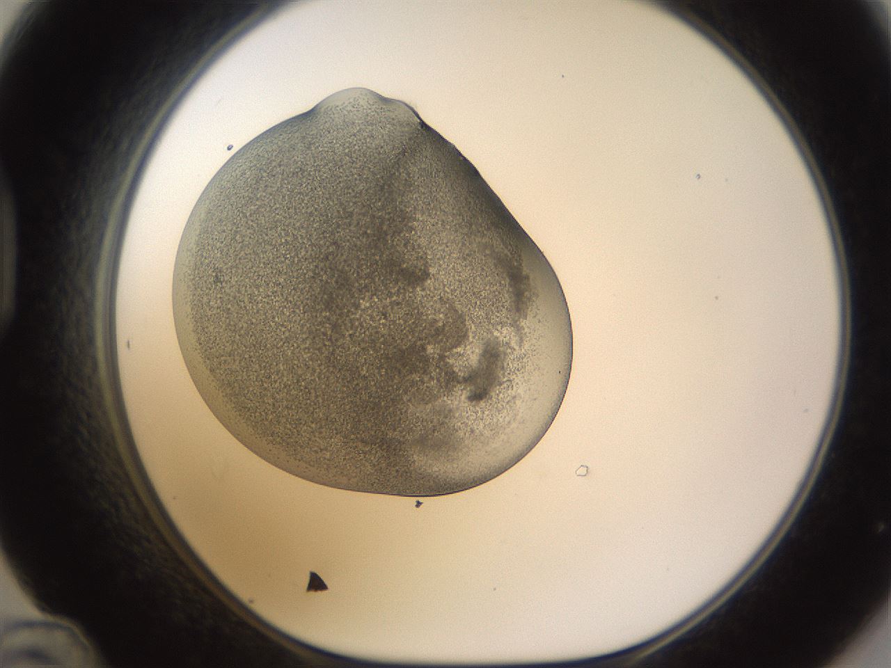 folderID253_plateID1253_batchID3988_wellNum48_profileID1_d1_r72605_ef.jpg
