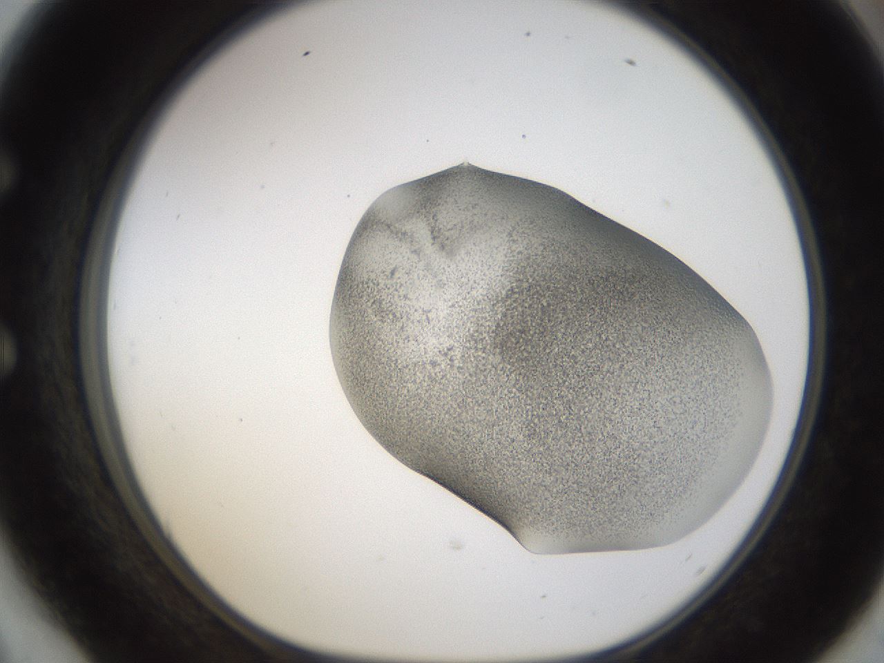 folderID253_plateID1253_batchID3988_wellNum54_profileID1_d1_r72611_ef.jpg