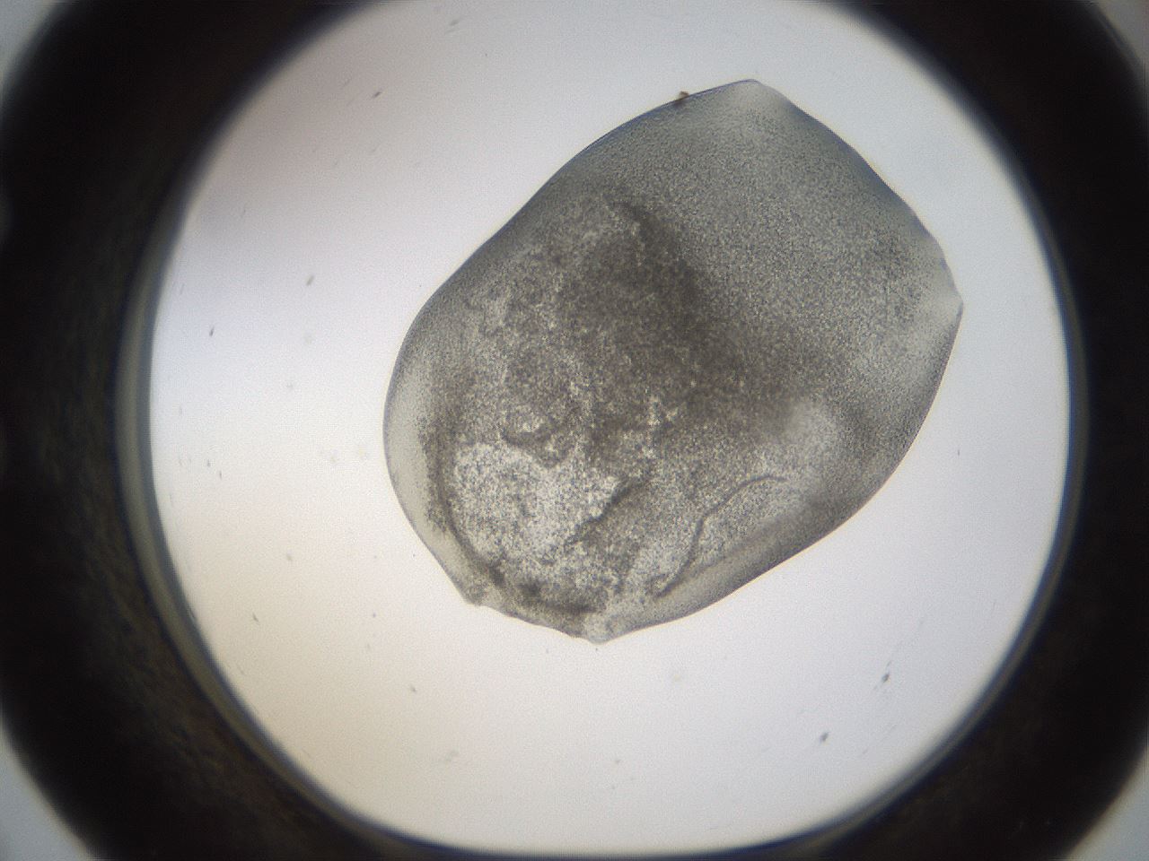 folderID253_plateID1253_batchID3988_wellNum55_profileID1_d1_r72612_ef.jpg