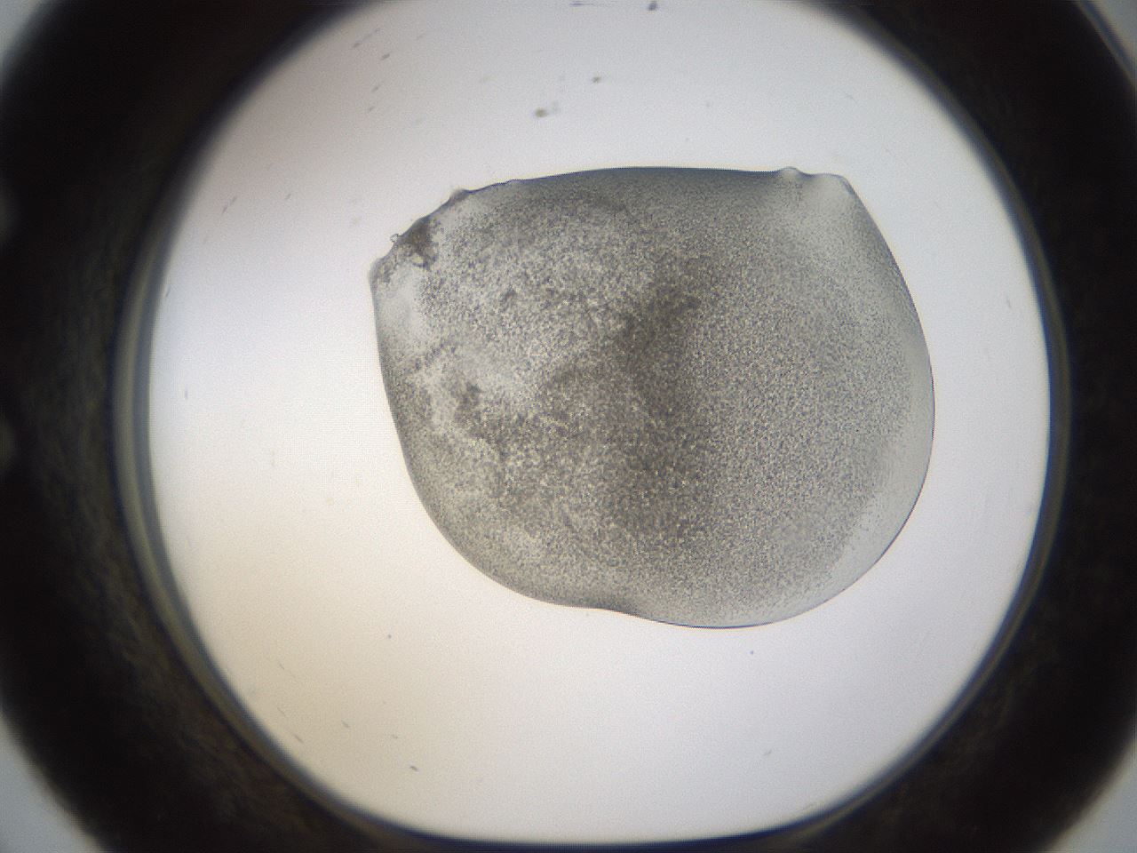 folderID253_plateID1253_batchID3988_wellNum56_profileID1_d1_r72613_ef.jpg