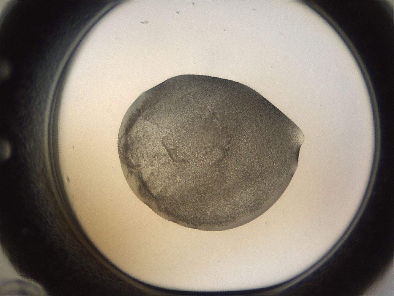 folderID253_plateID1253_batchID3988_wellNum60_profileID1_d1_r72617_ef.jpg