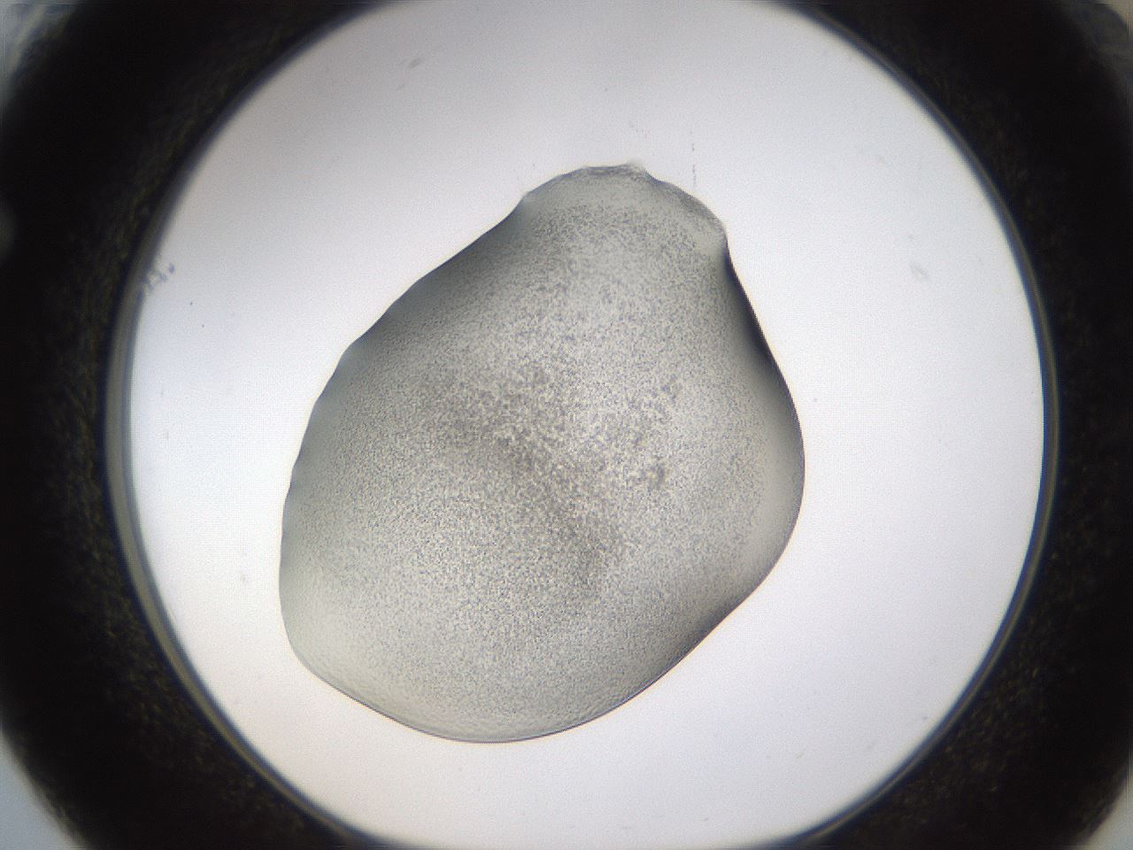 folderID253_plateID1253_batchID3988_wellNum61_profileID1_d1_r72618_ef.jpg