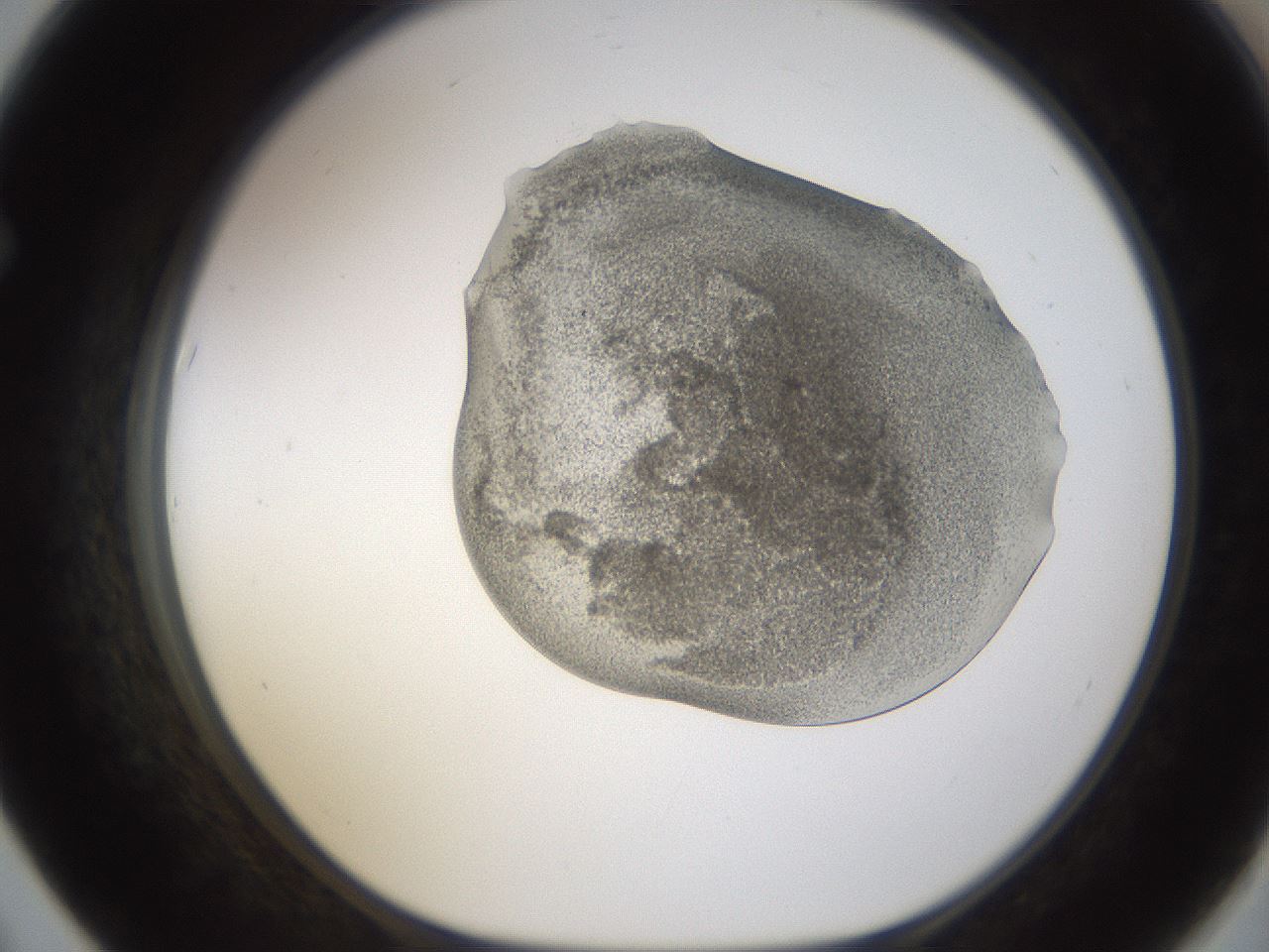 folderID253_plateID1253_batchID3988_wellNum67_profileID1_d1_r72624_ef.jpg