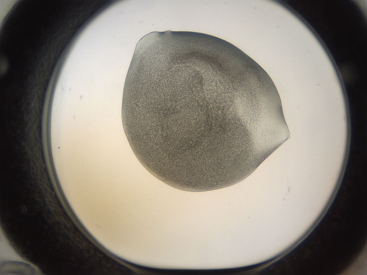 folderID253_plateID1253_batchID3988_wellNum72_profileID1_d1_r72629_ef.jpg