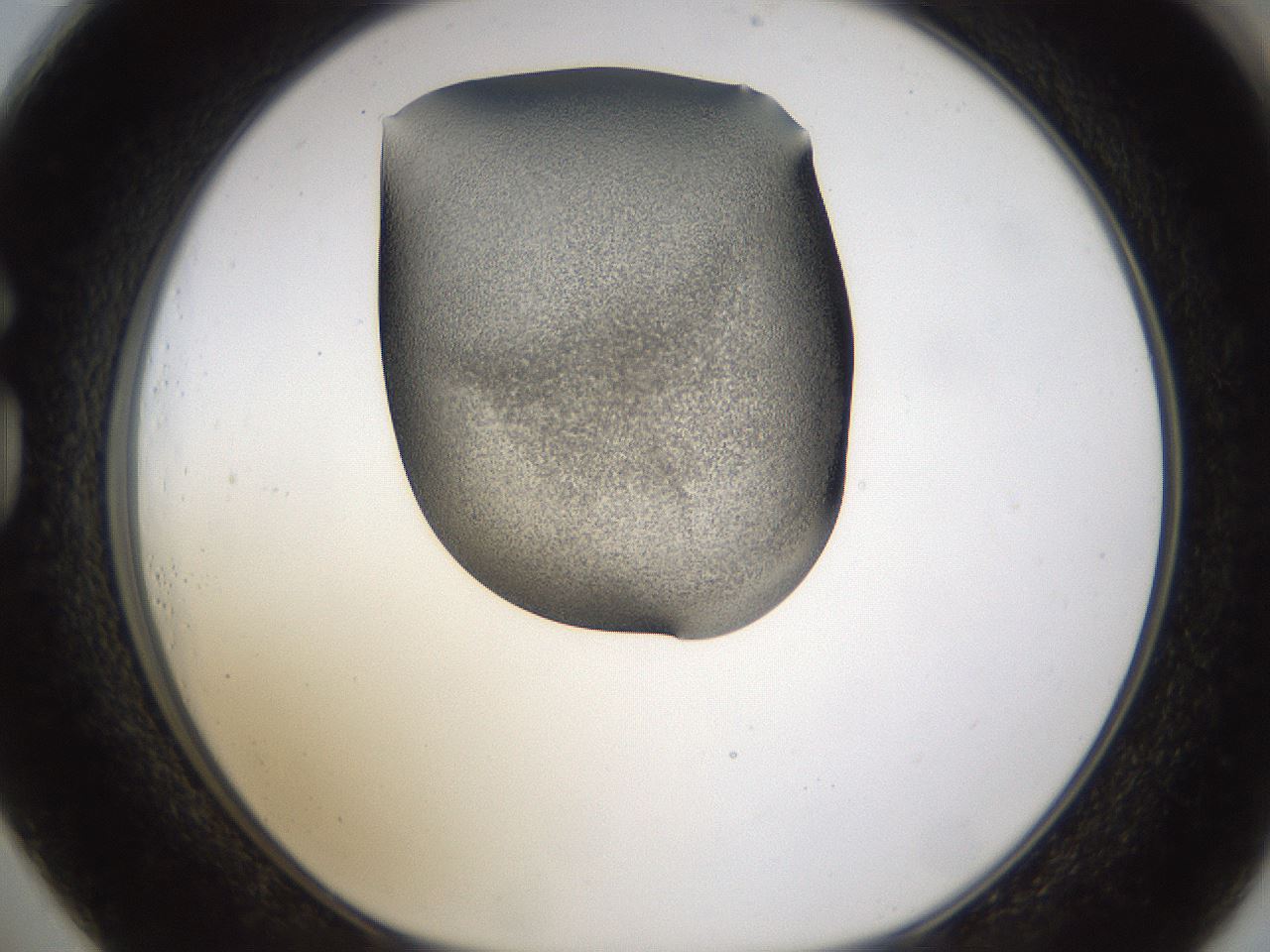 folderID253_plateID1253_batchID3988_wellNum73_profileID1_d1_r72630_ef.jpg
