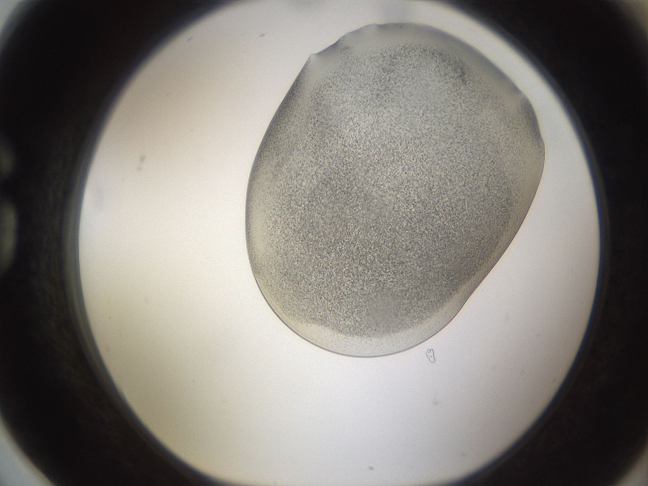 folderID253_plateID1253_batchID3988_wellNum78_profileID1_d1_r72635_ef.jpg