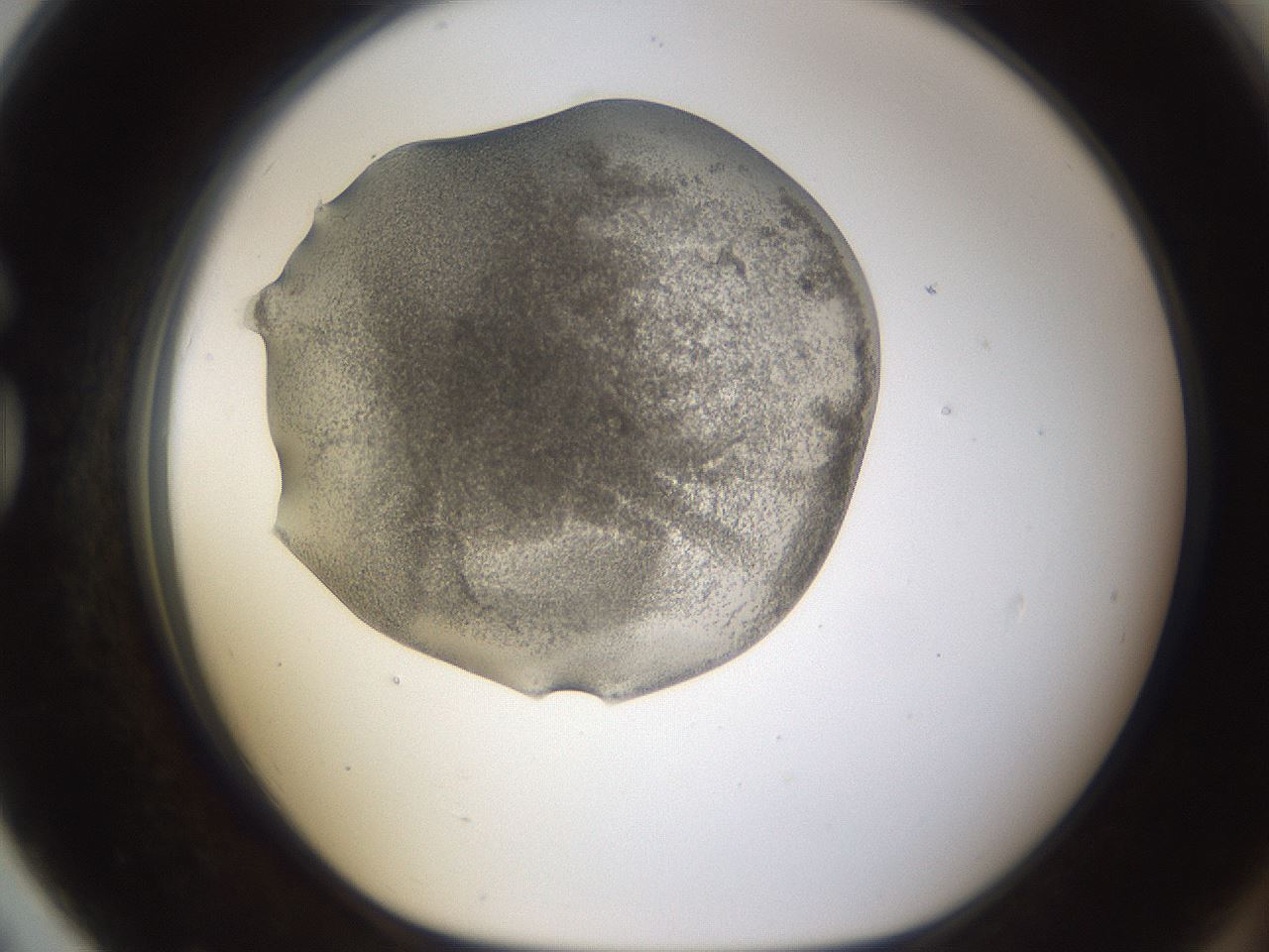 folderID253_plateID1253_batchID3988_wellNum79_profileID1_d1_r72636_ef.jpg