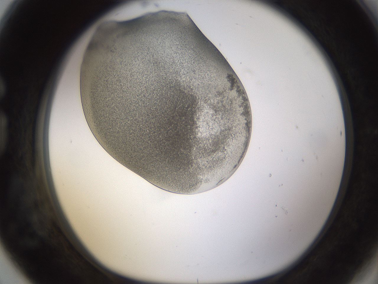 folderID253_plateID1253_batchID3988_wellNum80_profileID1_d1_r72637_ef.jpg