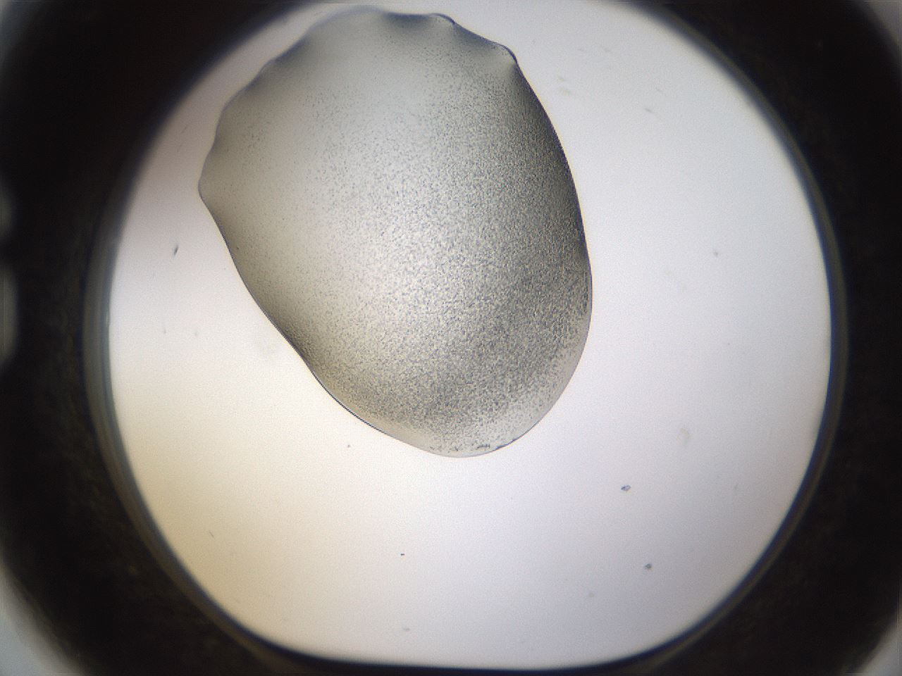 folderID253_plateID1253_batchID3988_wellNum81_profileID1_d1_r72638_ef.jpg