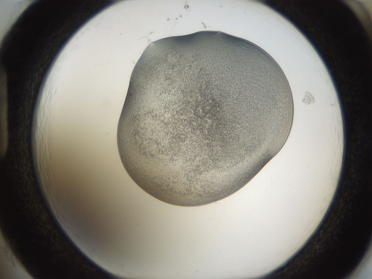 folderID253_plateID1253_batchID3988_wellNum85_profileID1_d1_r72642_ef.jpg