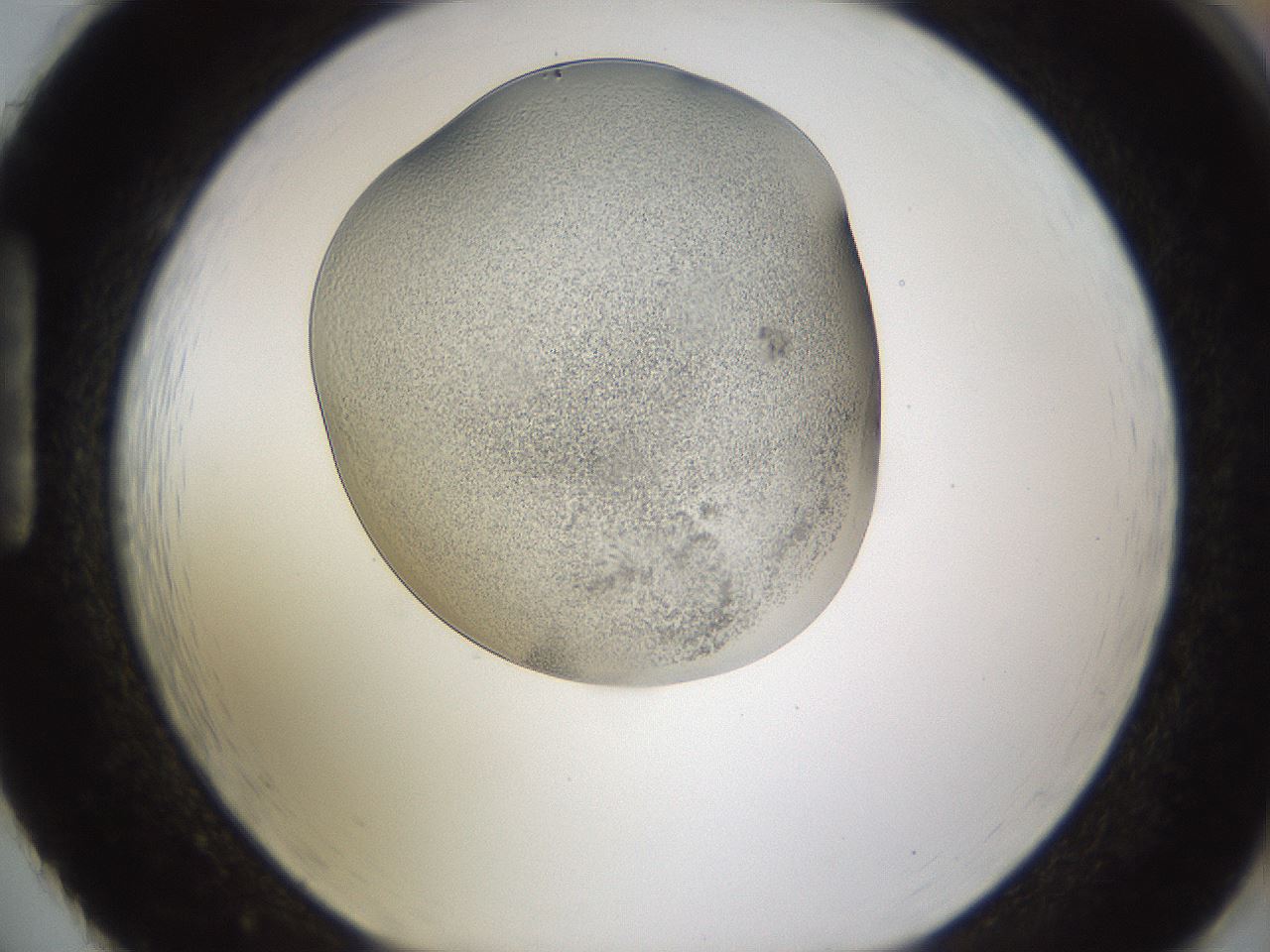 folderID253_plateID1253_batchID3988_wellNum86_profileID1_d1_r72643_ef.jpg