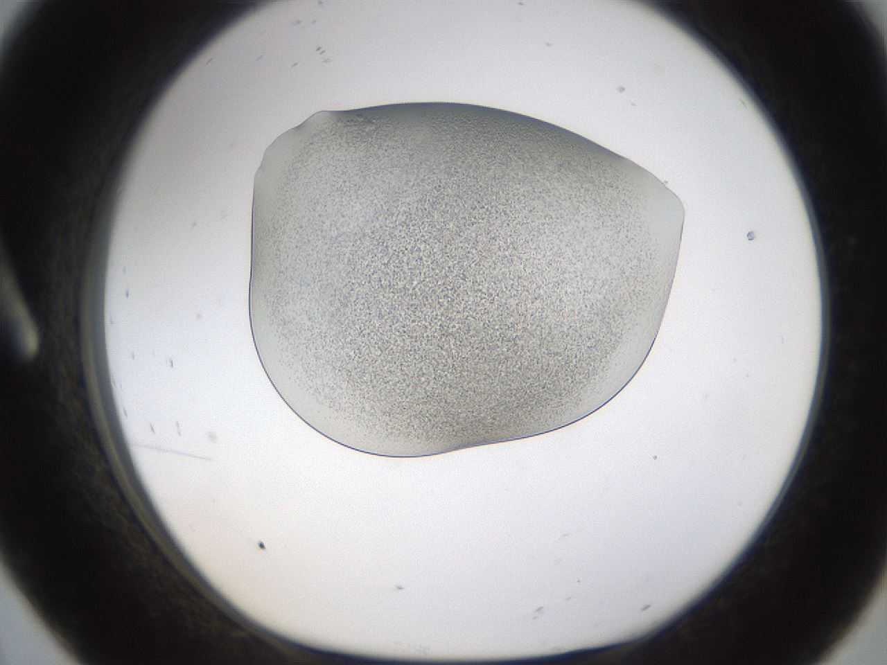 folderID253_plateID1253_batchID3988_wellNum8_profileID1_d1_r72565_ef.jpg
