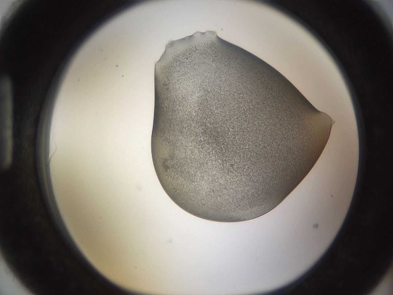 folderID253_plateID1253_batchID3988_wellNum90_profileID1_d1_r72647_ef.jpg