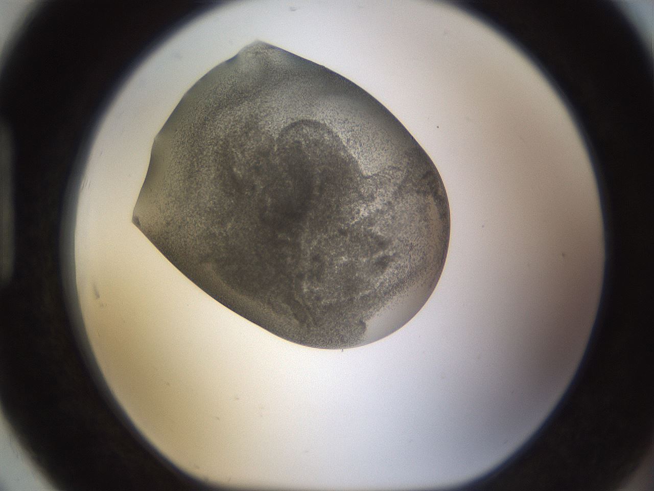 folderID253_plateID1253_batchID3988_wellNum91_profileID1_d1_r72648_ef.jpg