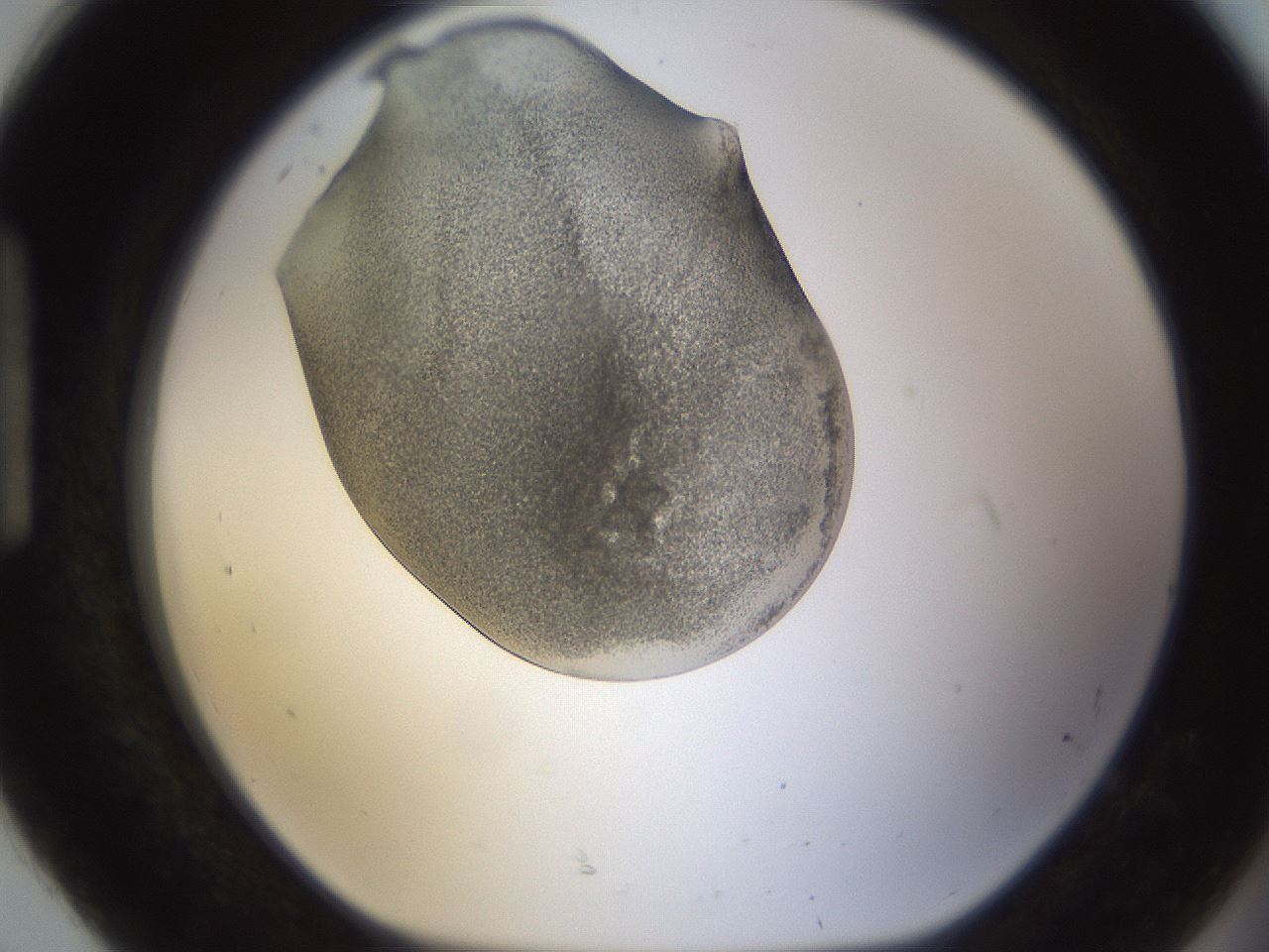 folderID253_plateID1253_batchID3988_wellNum92_profileID1_d1_r72649_ef.jpg