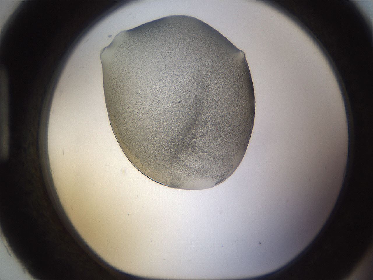 folderID253_plateID1253_batchID3988_wellNum93_profileID1_d1_r72650_ef.jpg