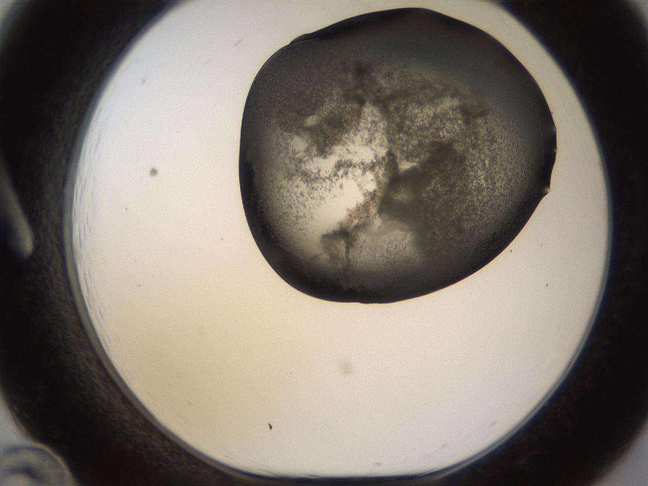 folderID256_plateID1256_batchID4115_wellNum12_profileID1_d1_r72673_ef.jpg
