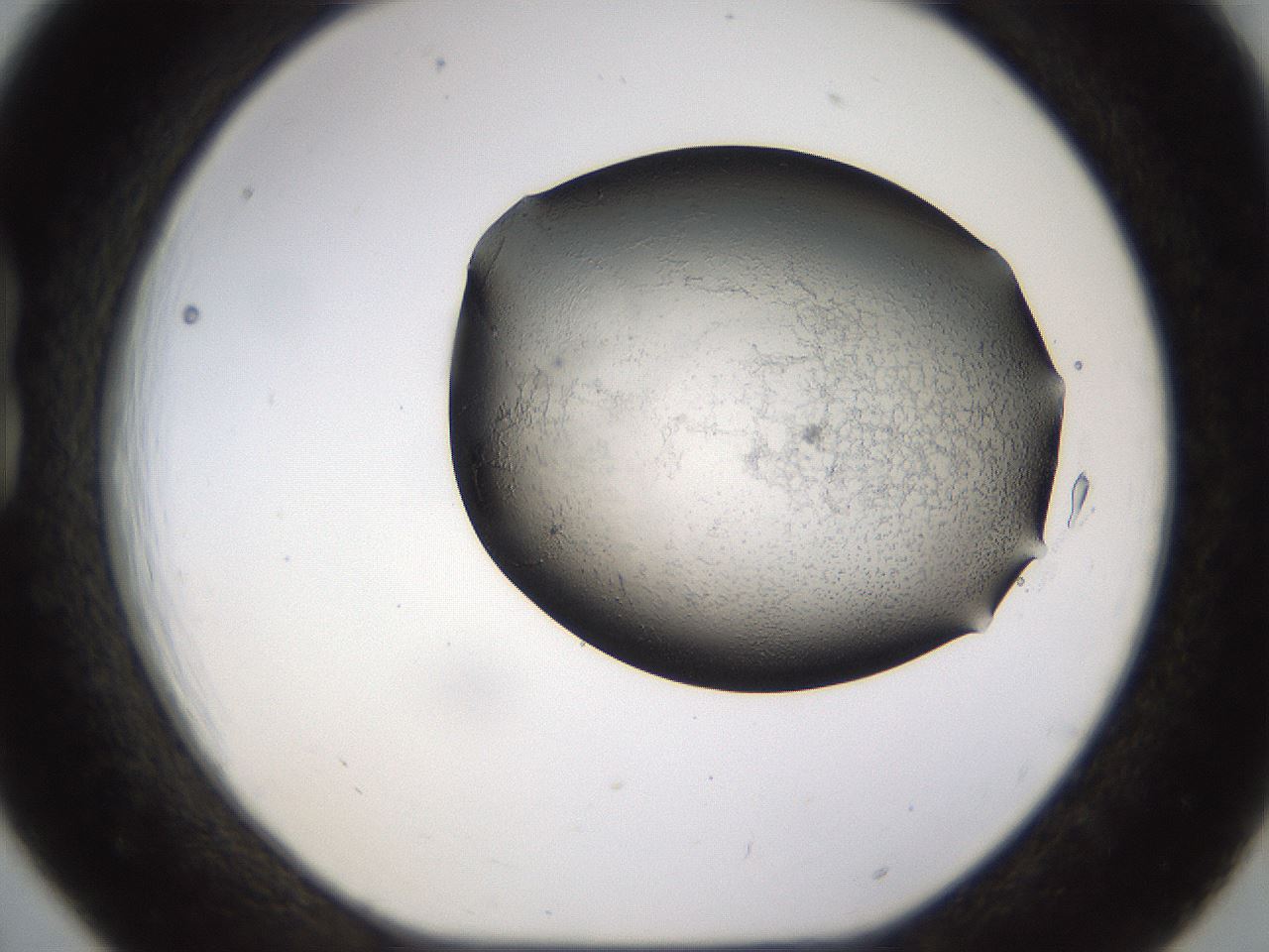 folderID256_plateID1256_batchID4115_wellNum18_profileID1_d1_r72679_ef.jpg