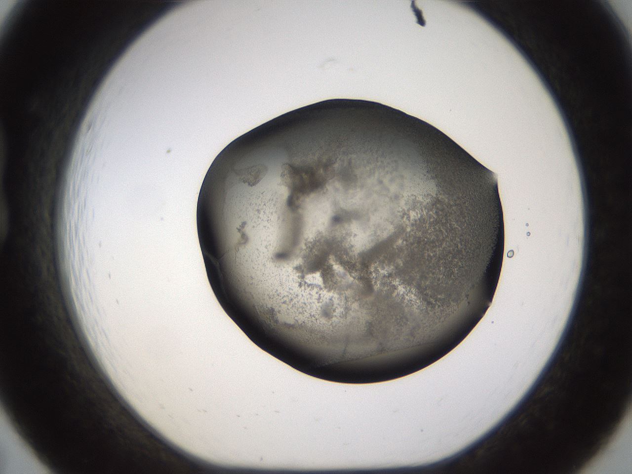 folderID256_plateID1256_batchID4115_wellNum19_profileID1_d1_r72680_ef.jpg