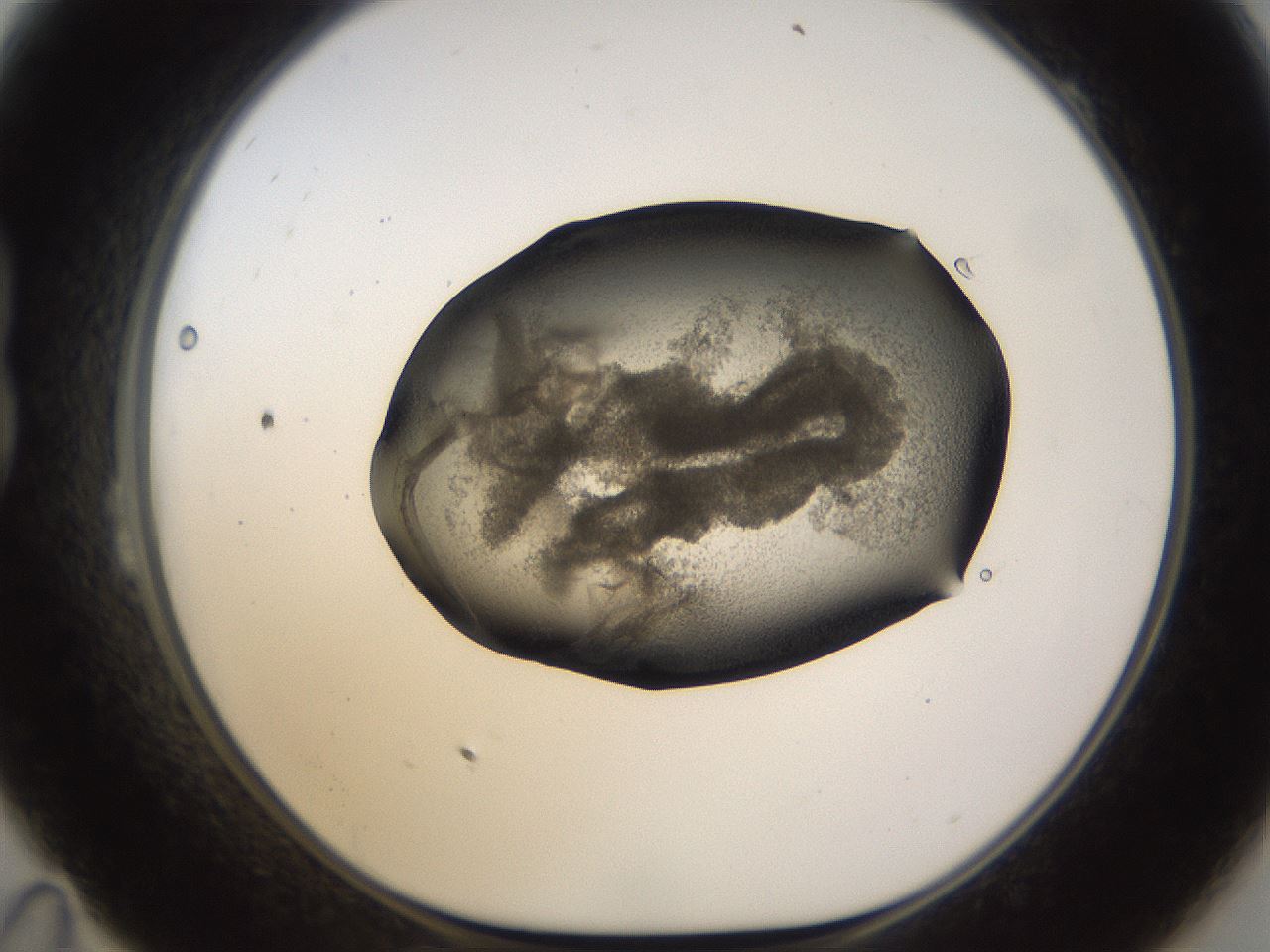folderID256_plateID1256_batchID4115_wellNum23_profileID1_d1_r72684_ef.jpg