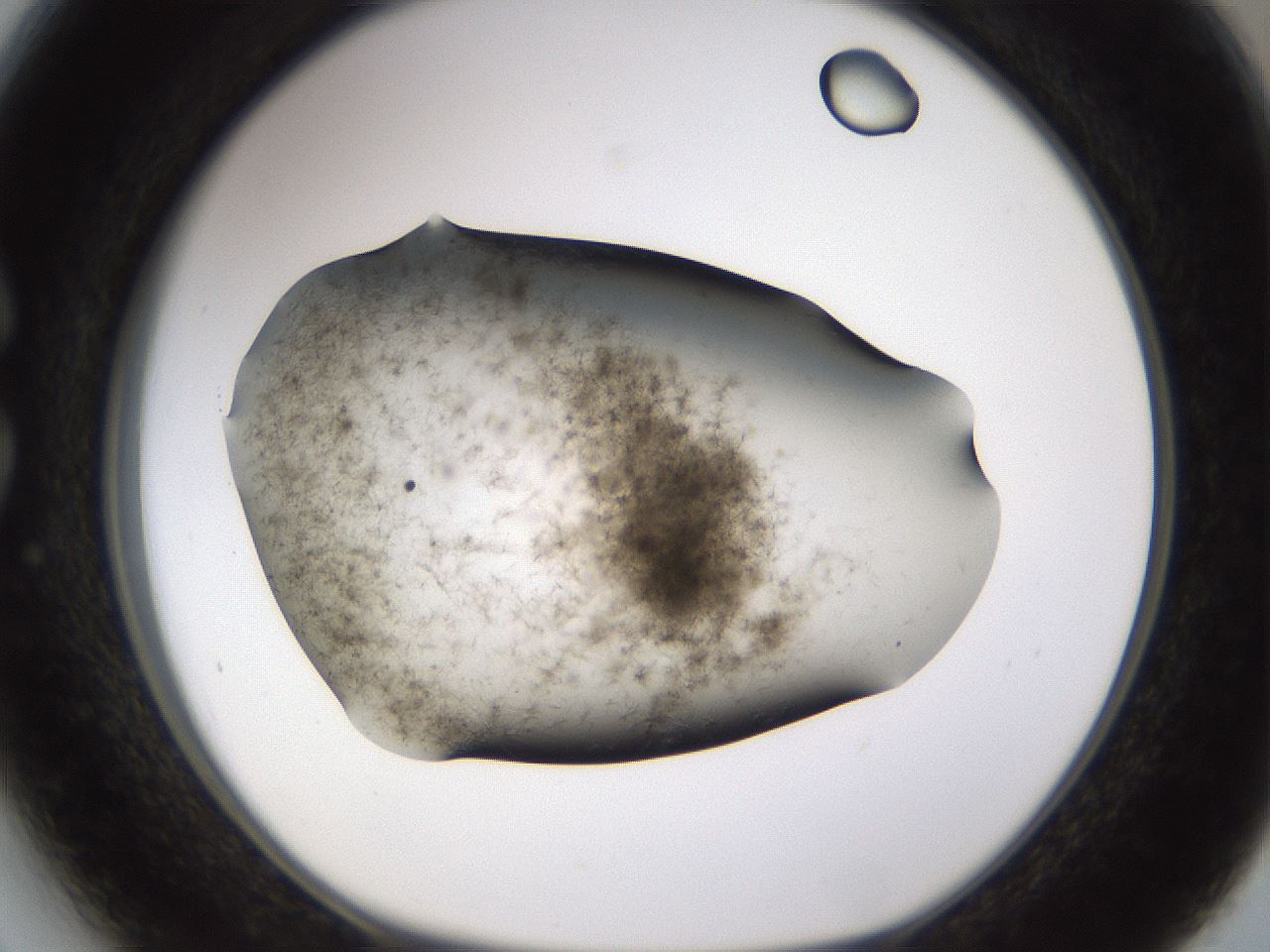 folderID256_plateID1256_batchID4115_wellNum27_profileID1_d1_r72688_ef.jpg