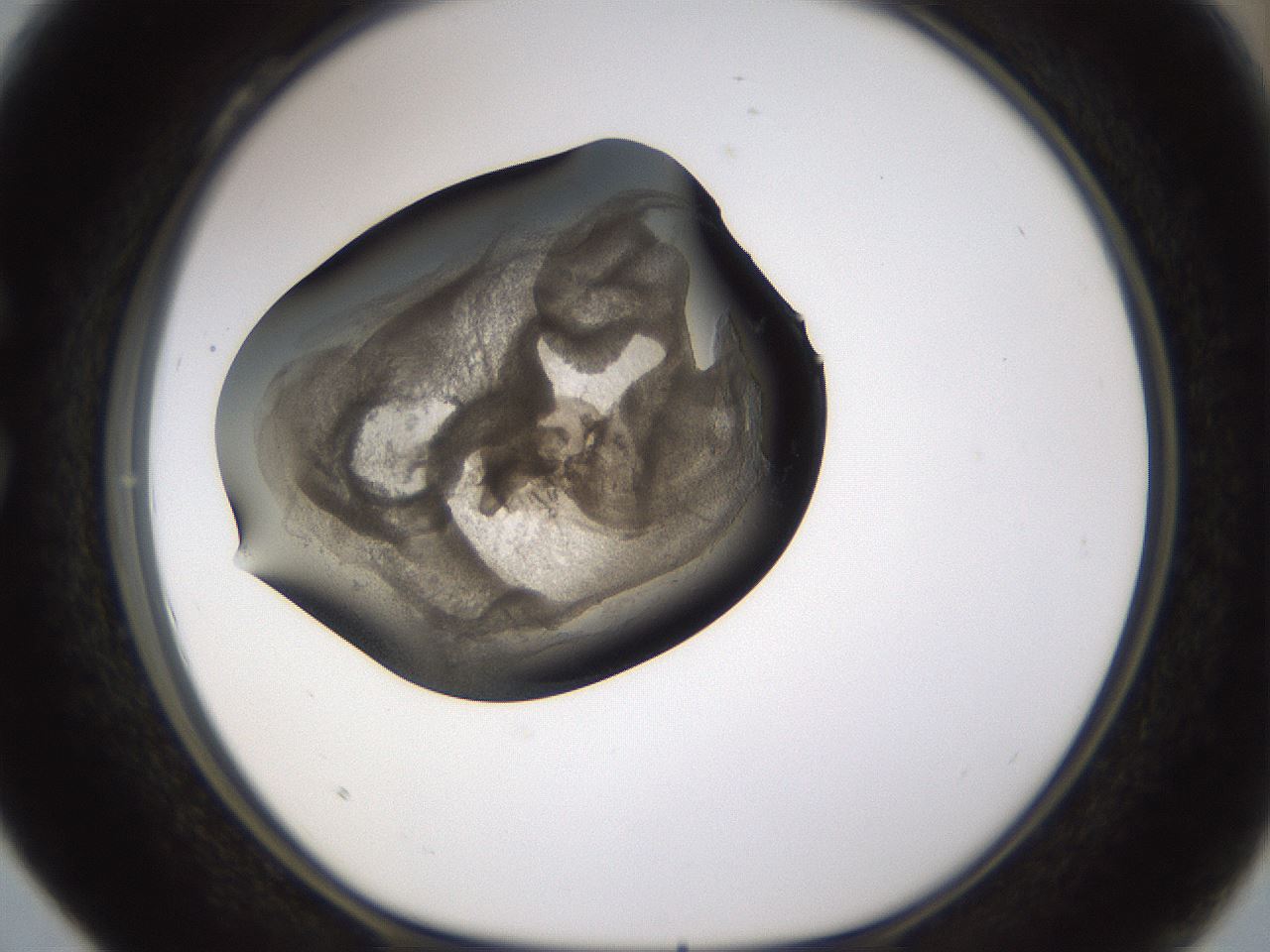 folderID256_plateID1256_batchID4115_wellNum28_profileID1_d1_r72689_ef.jpg