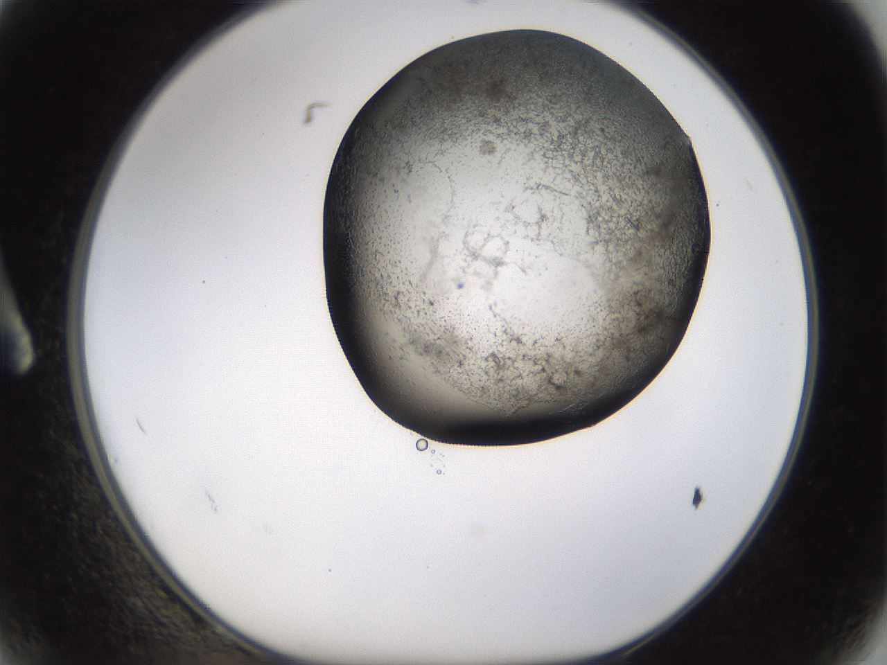 folderID256_plateID1256_batchID4115_wellNum2_profileID1_d1_r72663_ef.jpg