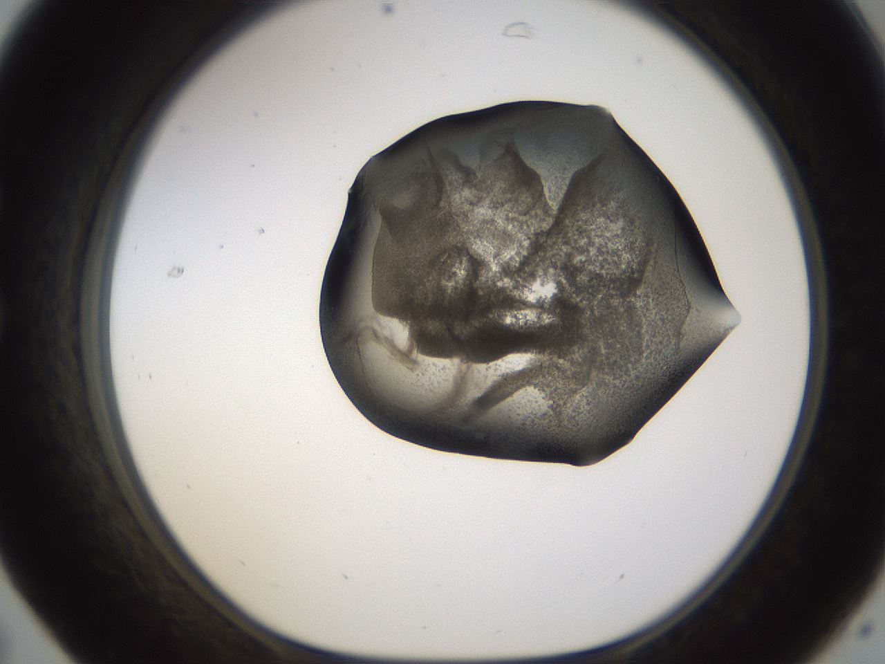 folderID256_plateID1256_batchID4115_wellNum31_profileID1_d1_r72692_ef.jpg