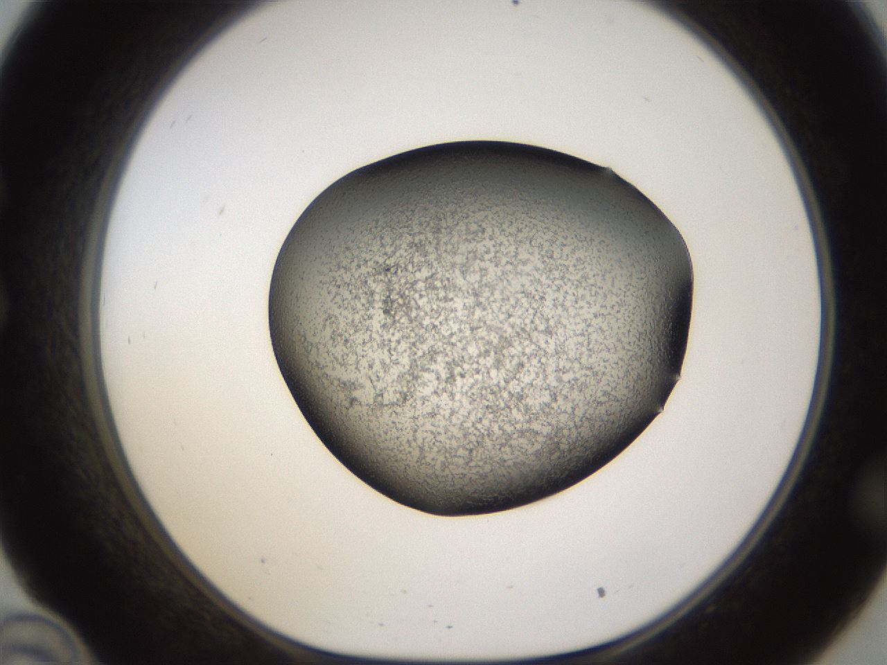 folderID256_plateID1256_batchID4115_wellNum34_profileID1_d1_r72695_ef.jpg