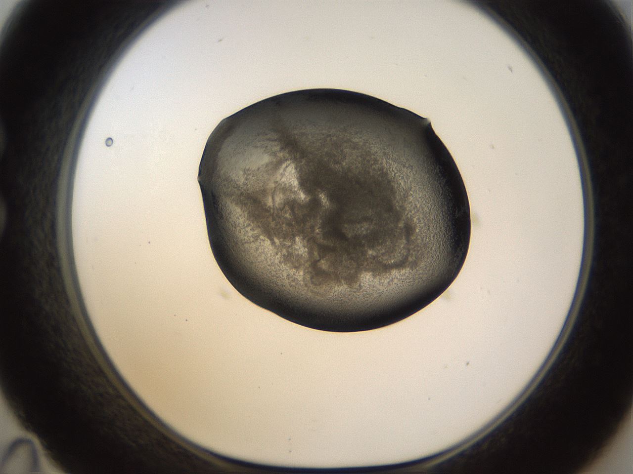 folderID256_plateID1256_batchID4115_wellNum35_profileID1_d1_r72696_ef.jpg
