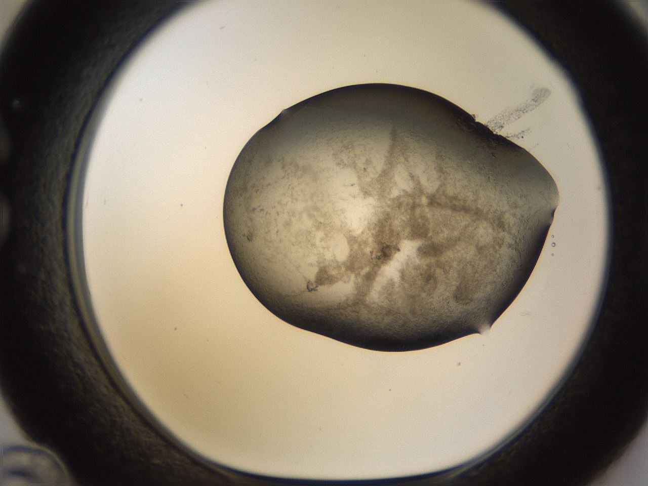folderID256_plateID1256_batchID4115_wellNum36_profileID1_d1_r72697_ef.jpg