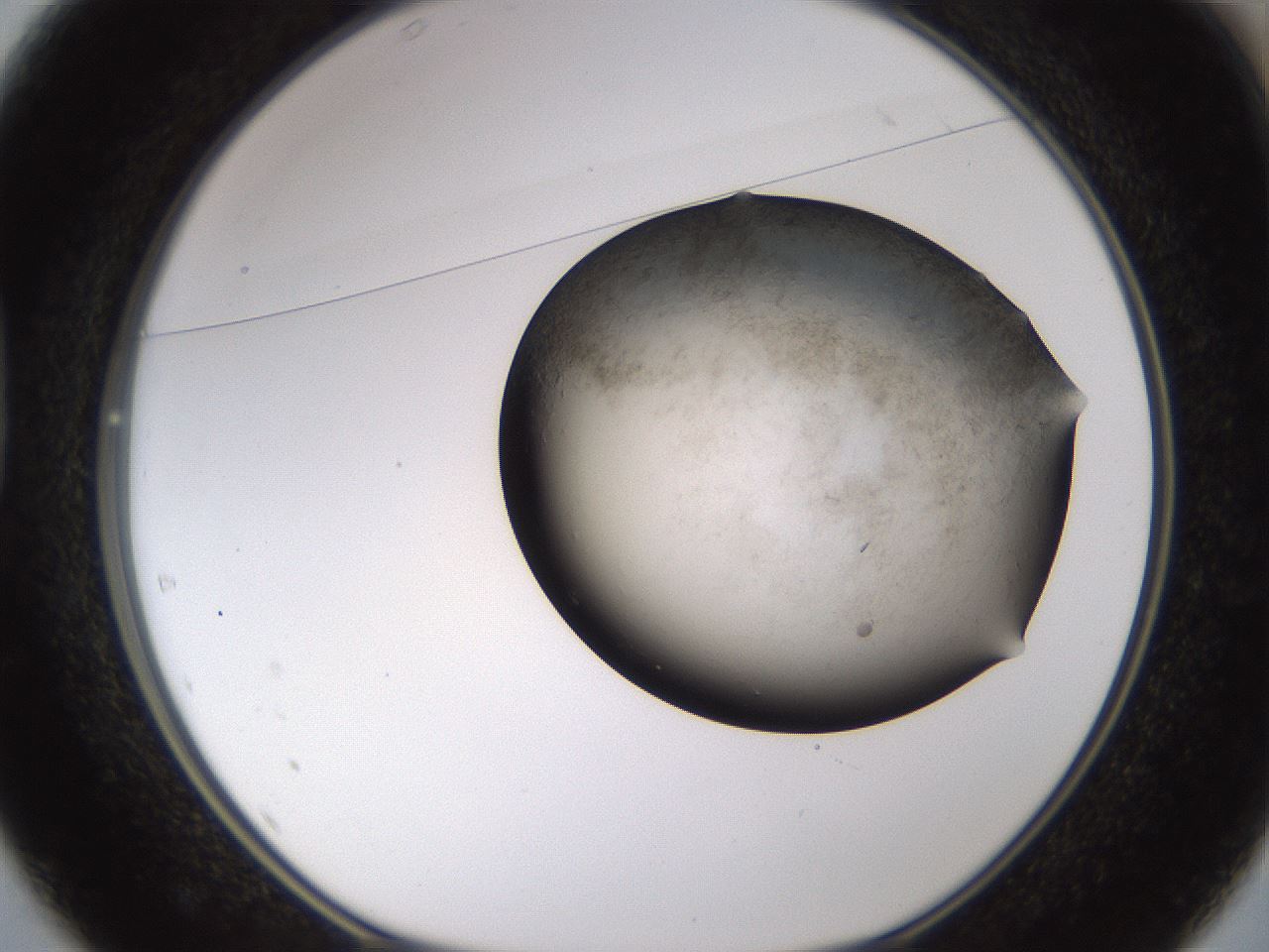 folderID256_plateID1256_batchID4115_wellNum37_profileID1_d1_r72698_ef.jpg