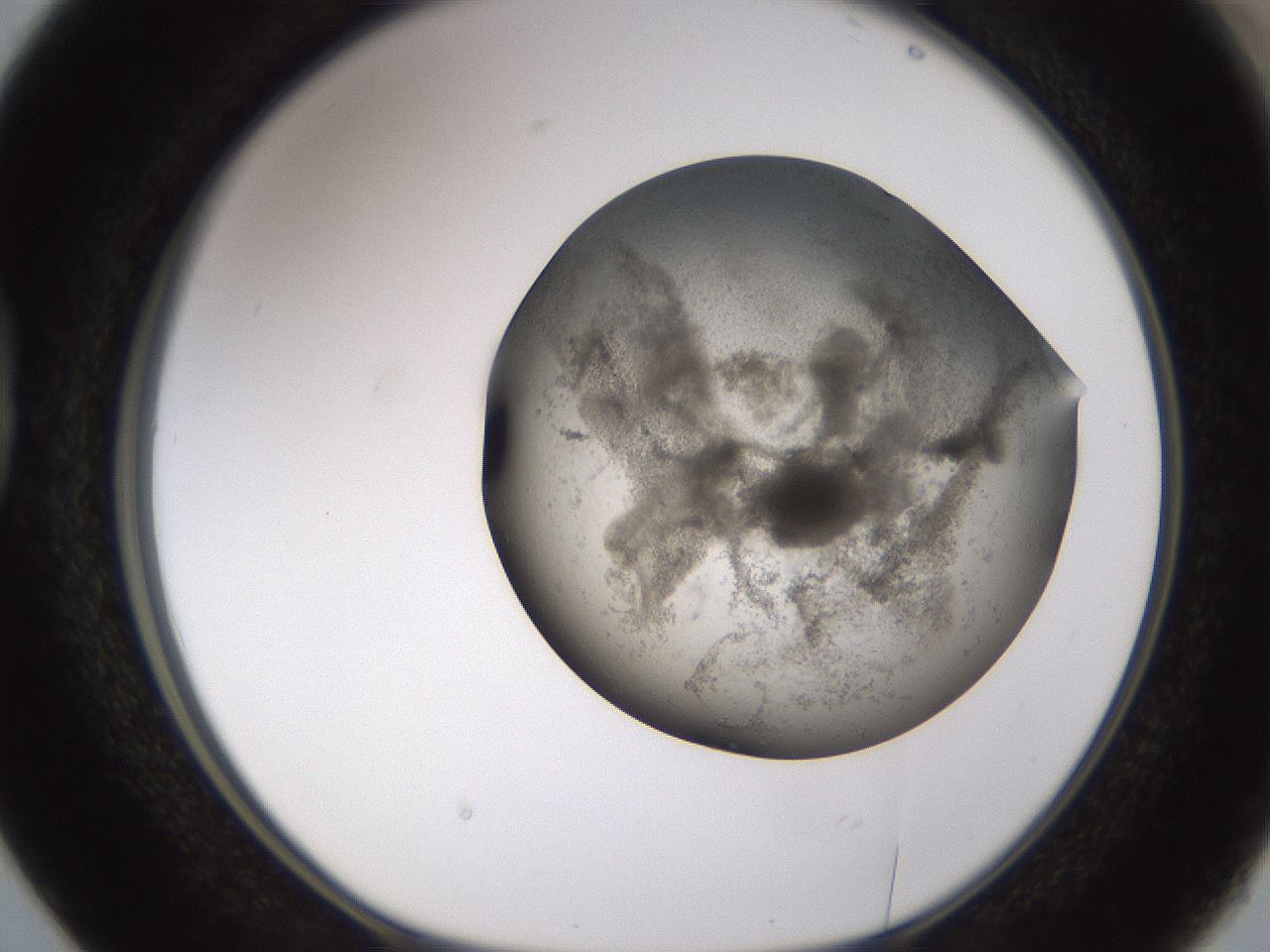 folderID256_plateID1256_batchID4115_wellNum38_profileID1_d1_r72699_ef.jpg