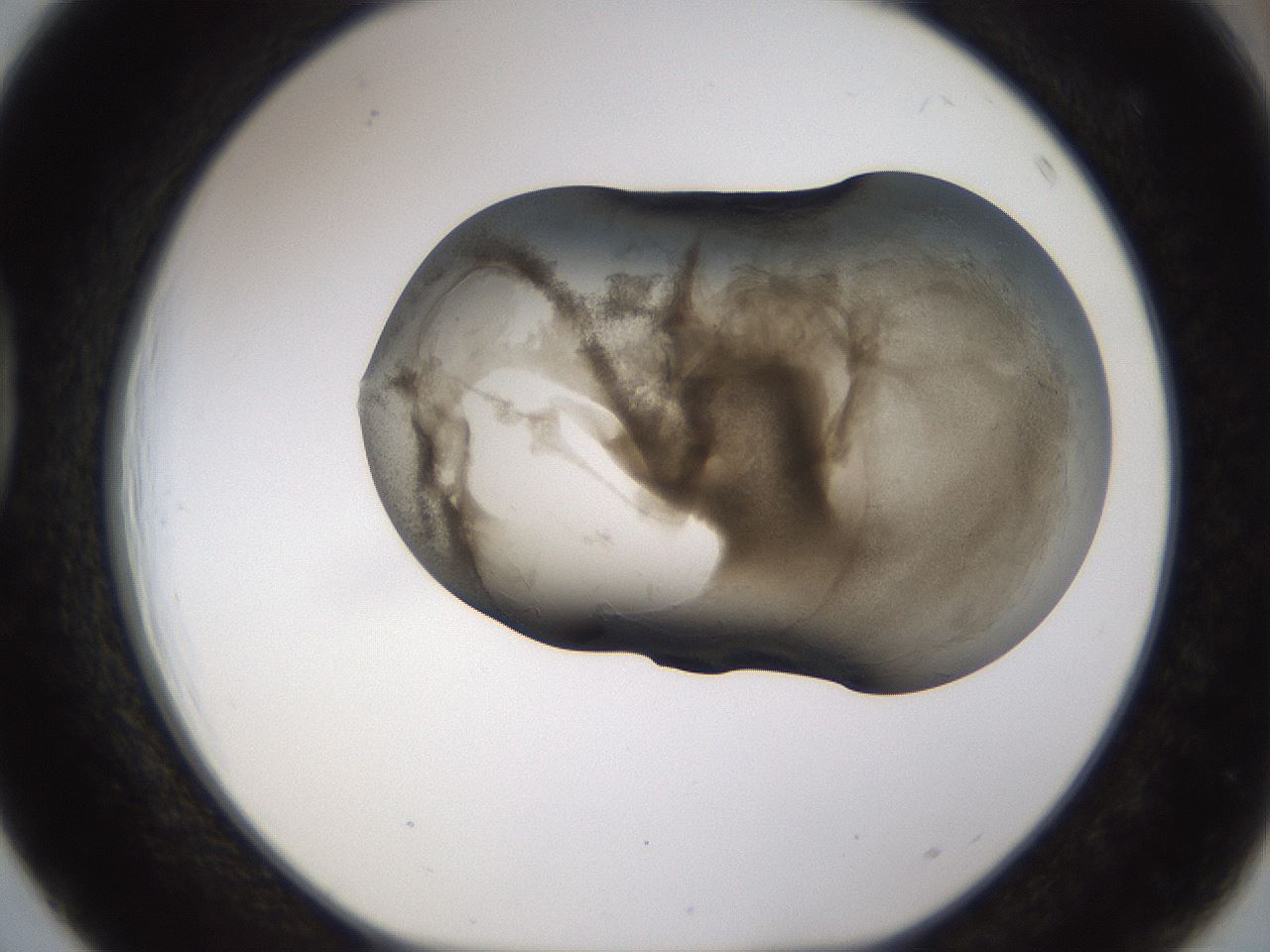 folderID256_plateID1256_batchID4115_wellNum39_profileID1_d1_r72700_ef.jpg