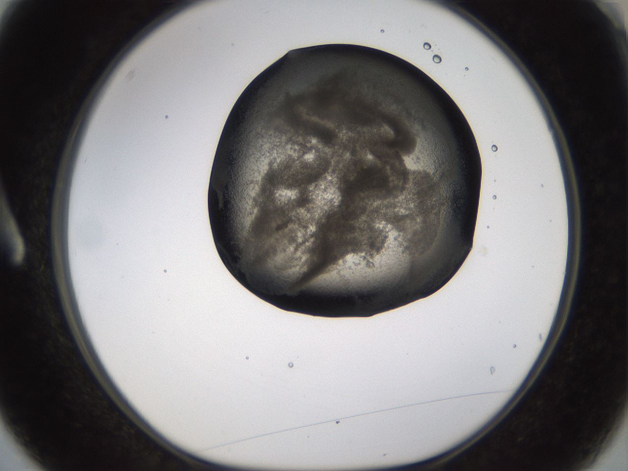 folderID256_plateID1256_batchID4115_wellNum3_profileID1_d1_r72664_ef.jpg