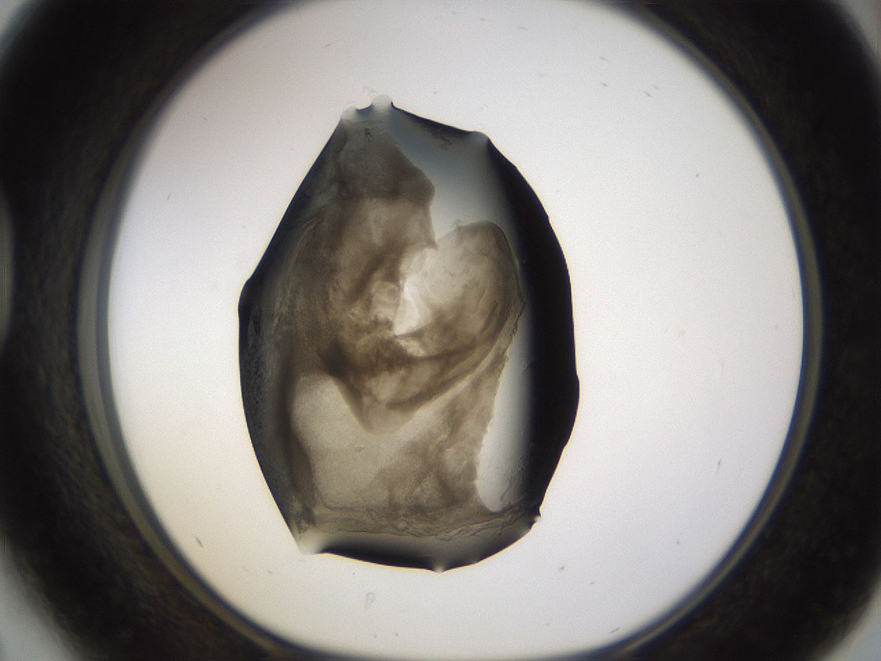 folderID256_plateID1256_batchID4115_wellNum41_profileID1_d1_r72702_ef.jpg