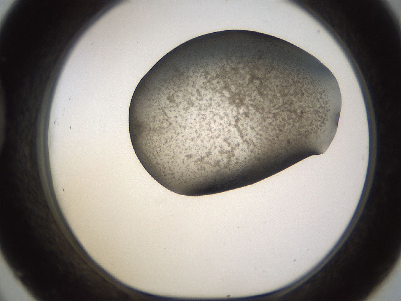 folderID256_plateID1256_batchID4115_wellNum45_profileID1_d1_r72706_ef.jpg