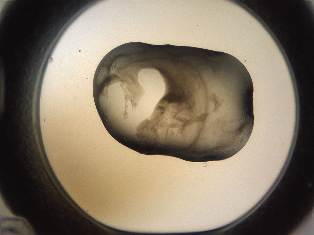 folderID256_plateID1256_batchID4115_wellNum48_profileID1_d1_r72709_ef.jpg