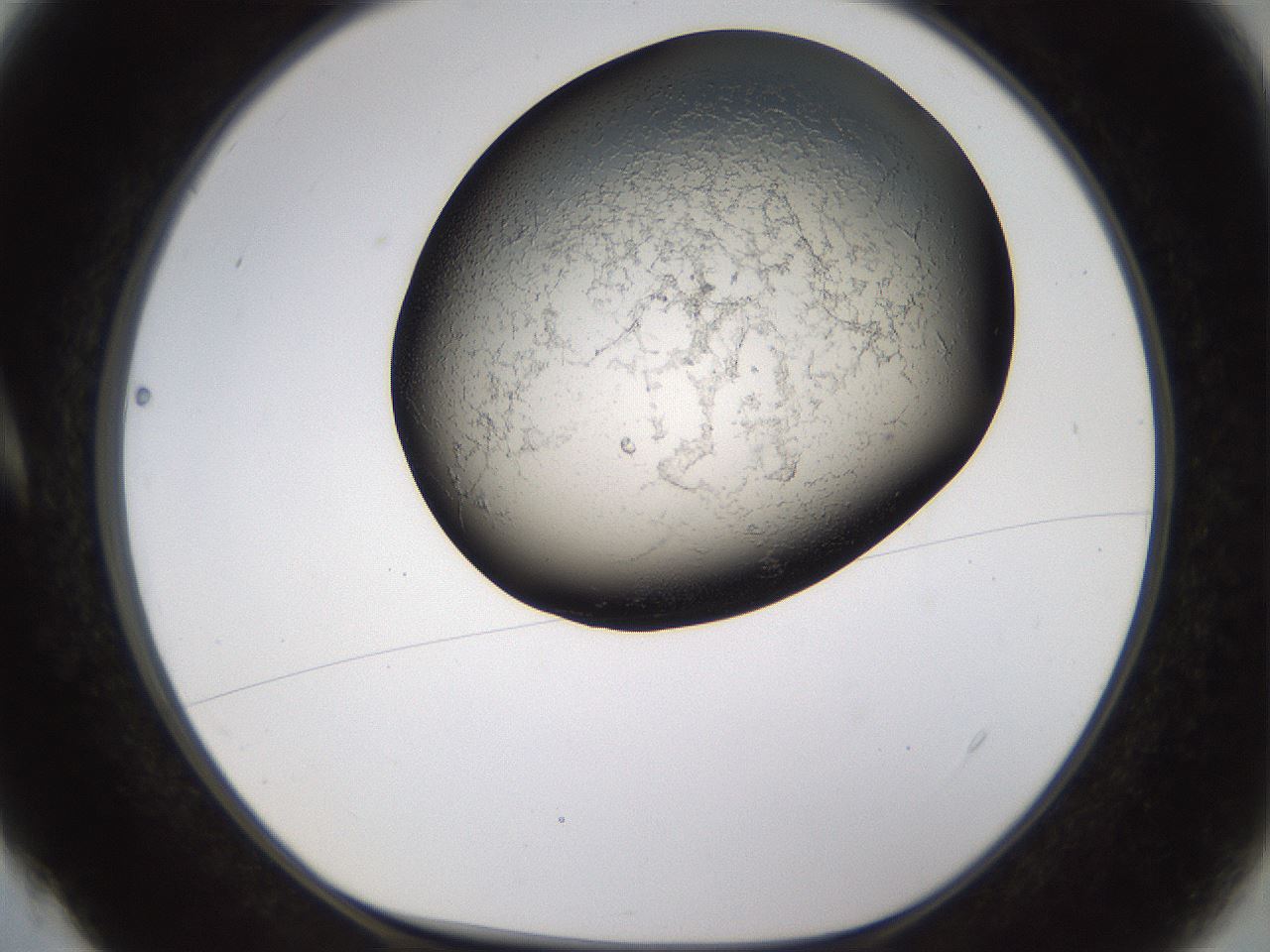 folderID256_plateID1256_batchID4115_wellNum4_profileID1_d1_r72665_ef.jpg