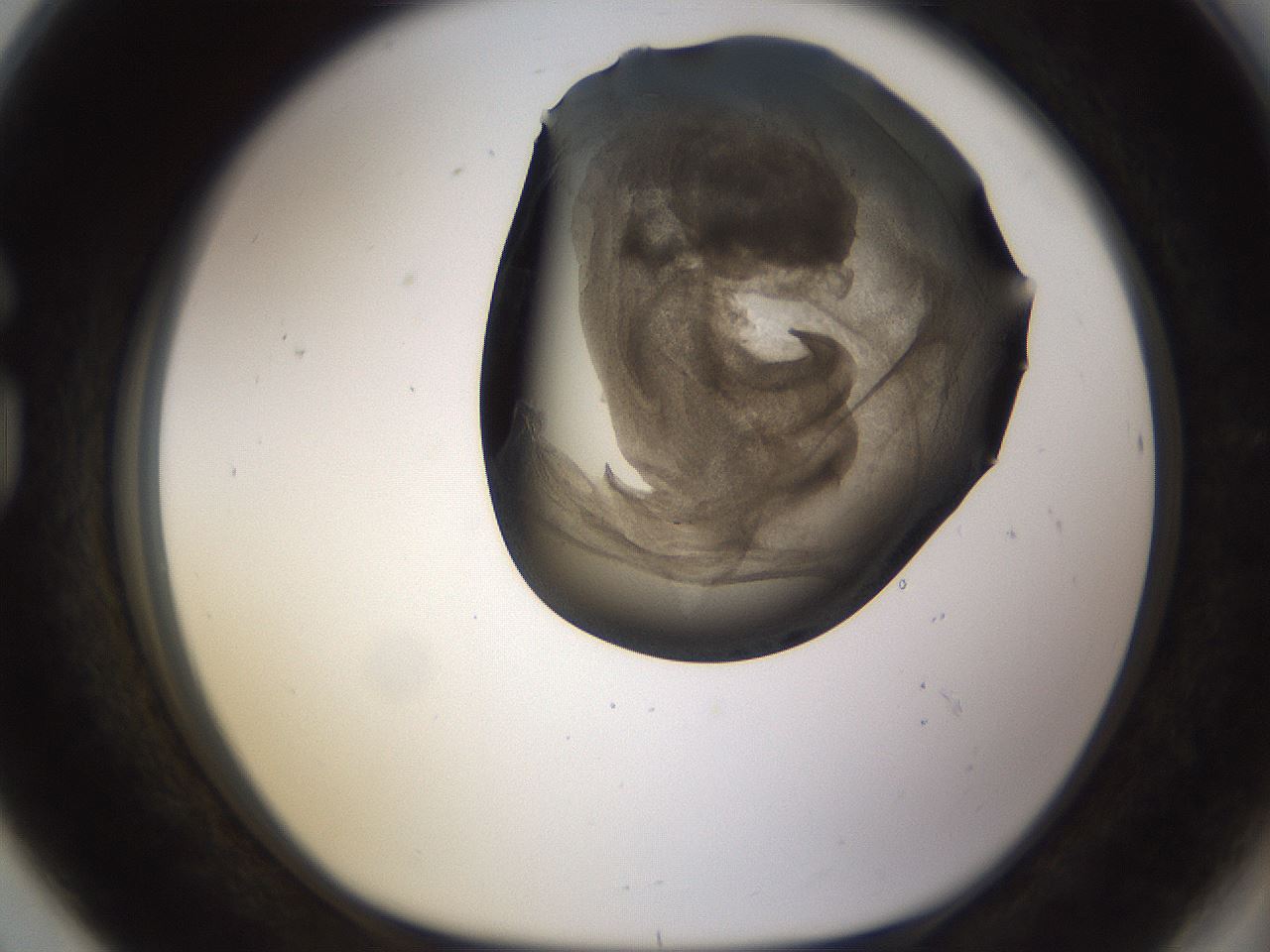 folderID256_plateID1256_batchID4115_wellNum80_profileID1_d1_r72741_ef.jpg