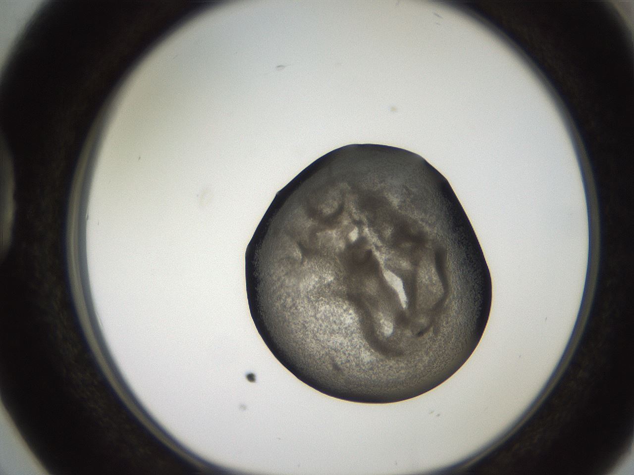 folderID257_plateID2257_batchID10332_wellNum38_profileID1_d1_r156684_ef.jpg