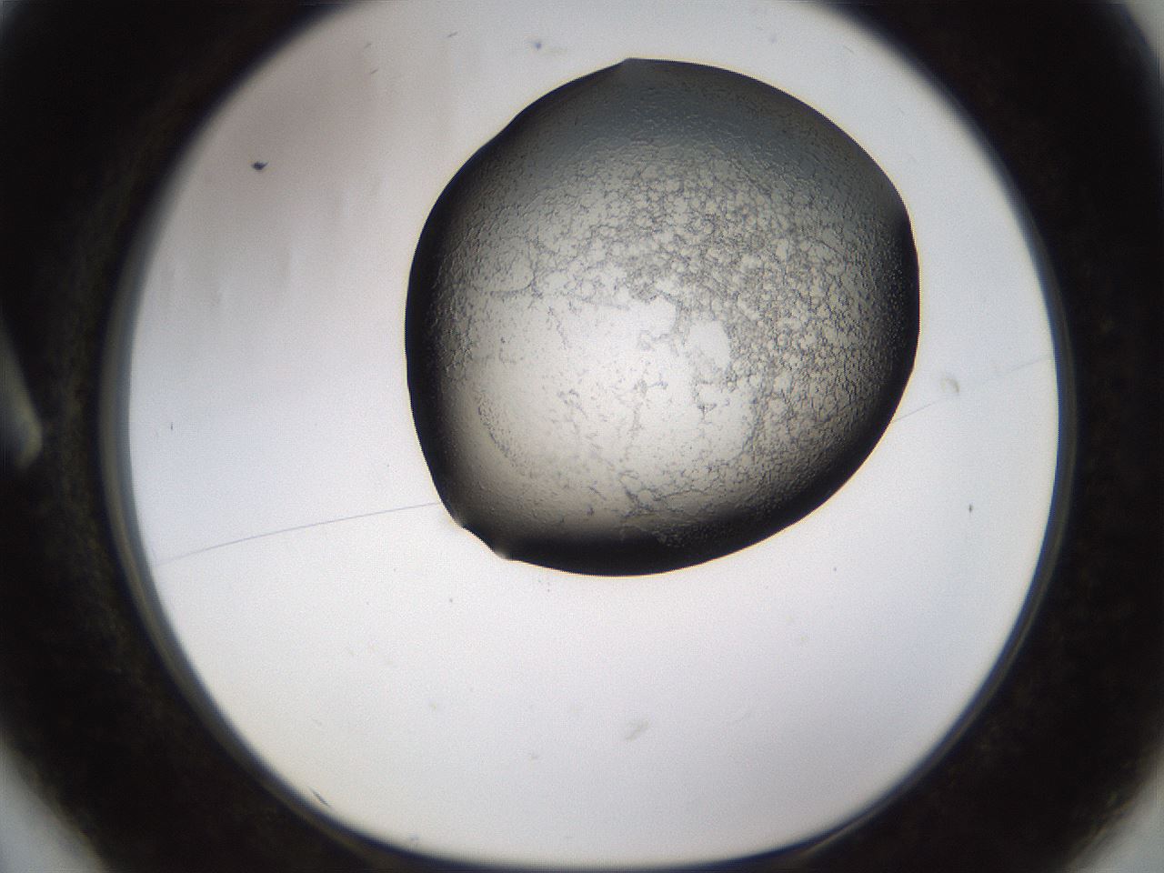 folderID256_plateID1256_batchID4115_wellNum6_profileID1_d1_r72667_ef.jpg