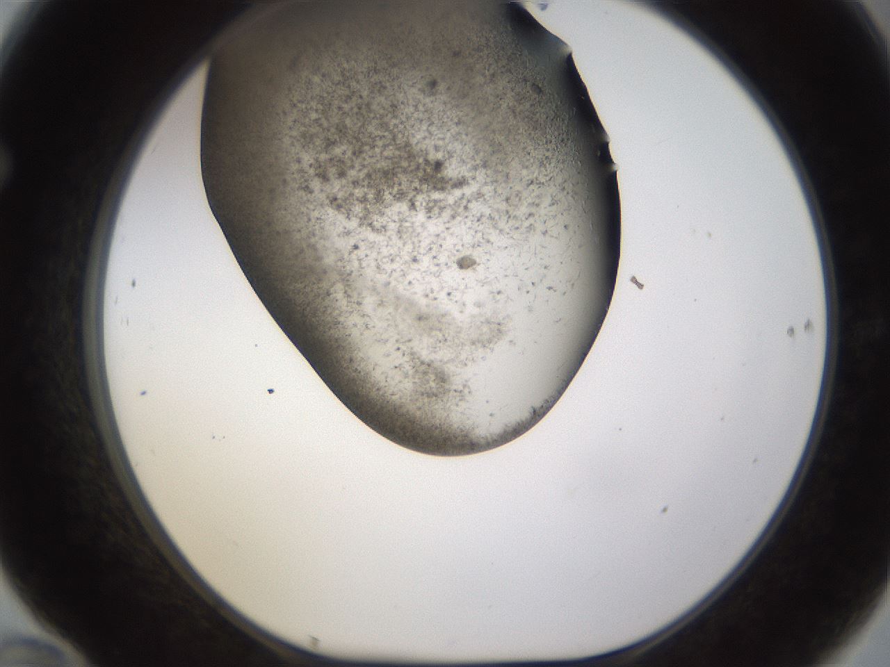 folderID256_plateID1256_batchID4115_wellNum70_profileID1_d1_r72731_ef.jpg